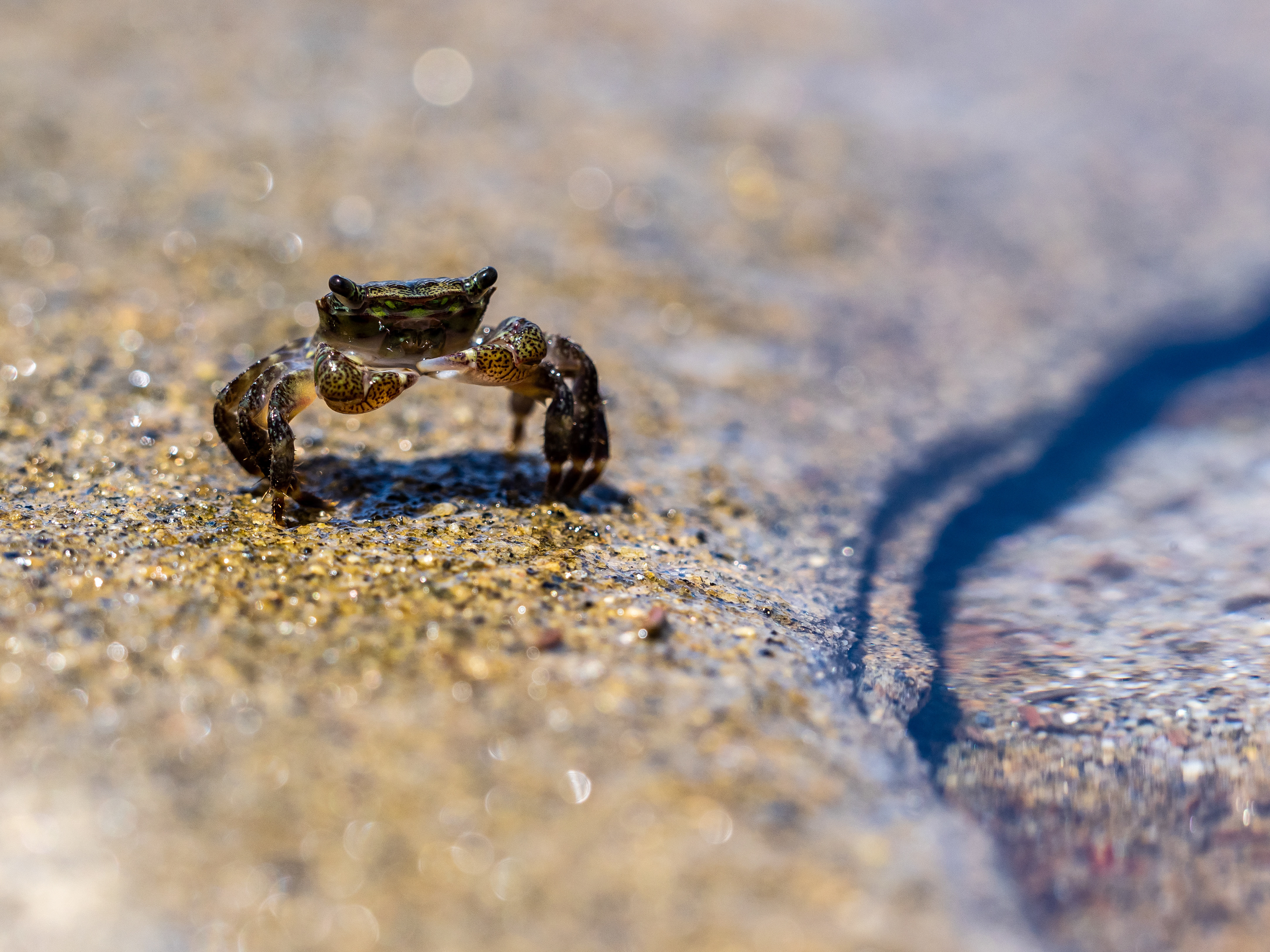 Shore Crab. San Diego.