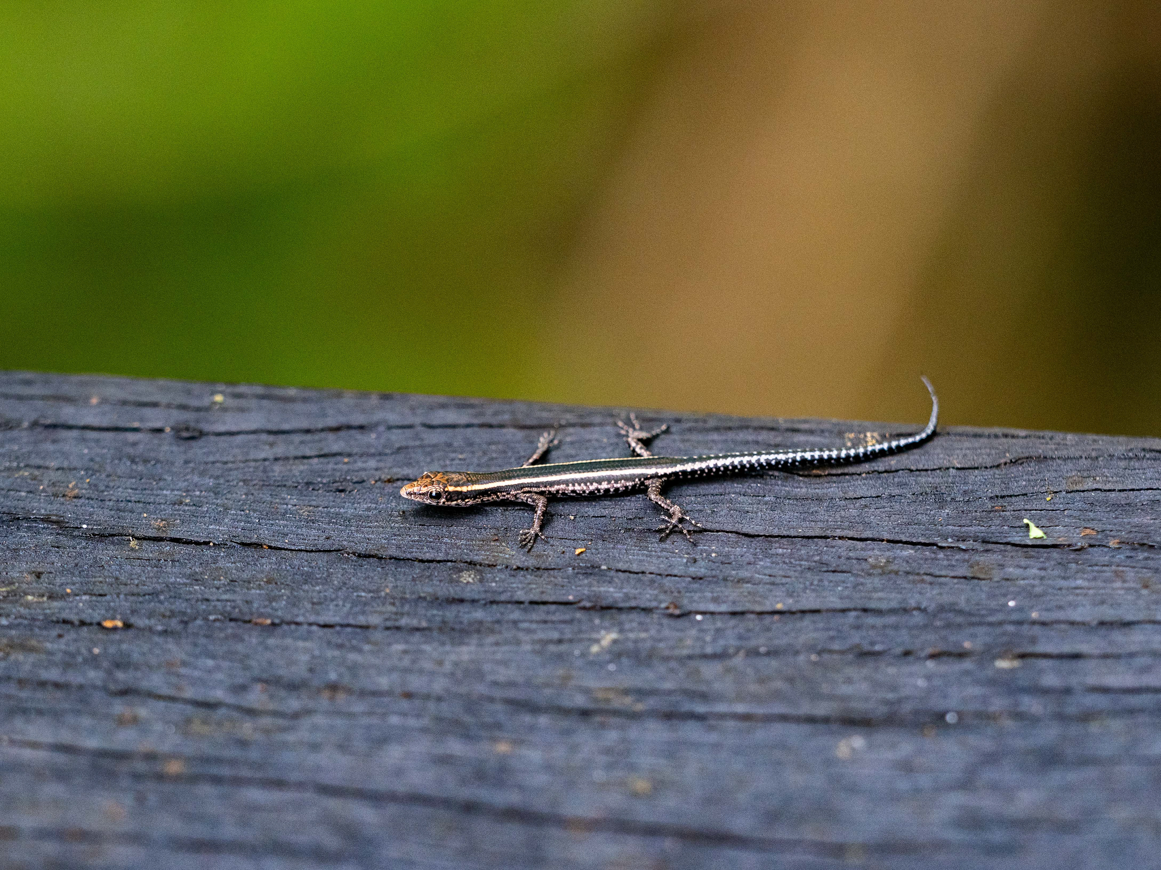 Elegant Snake-eyed Skink. Whitsunday Islands National Park.
