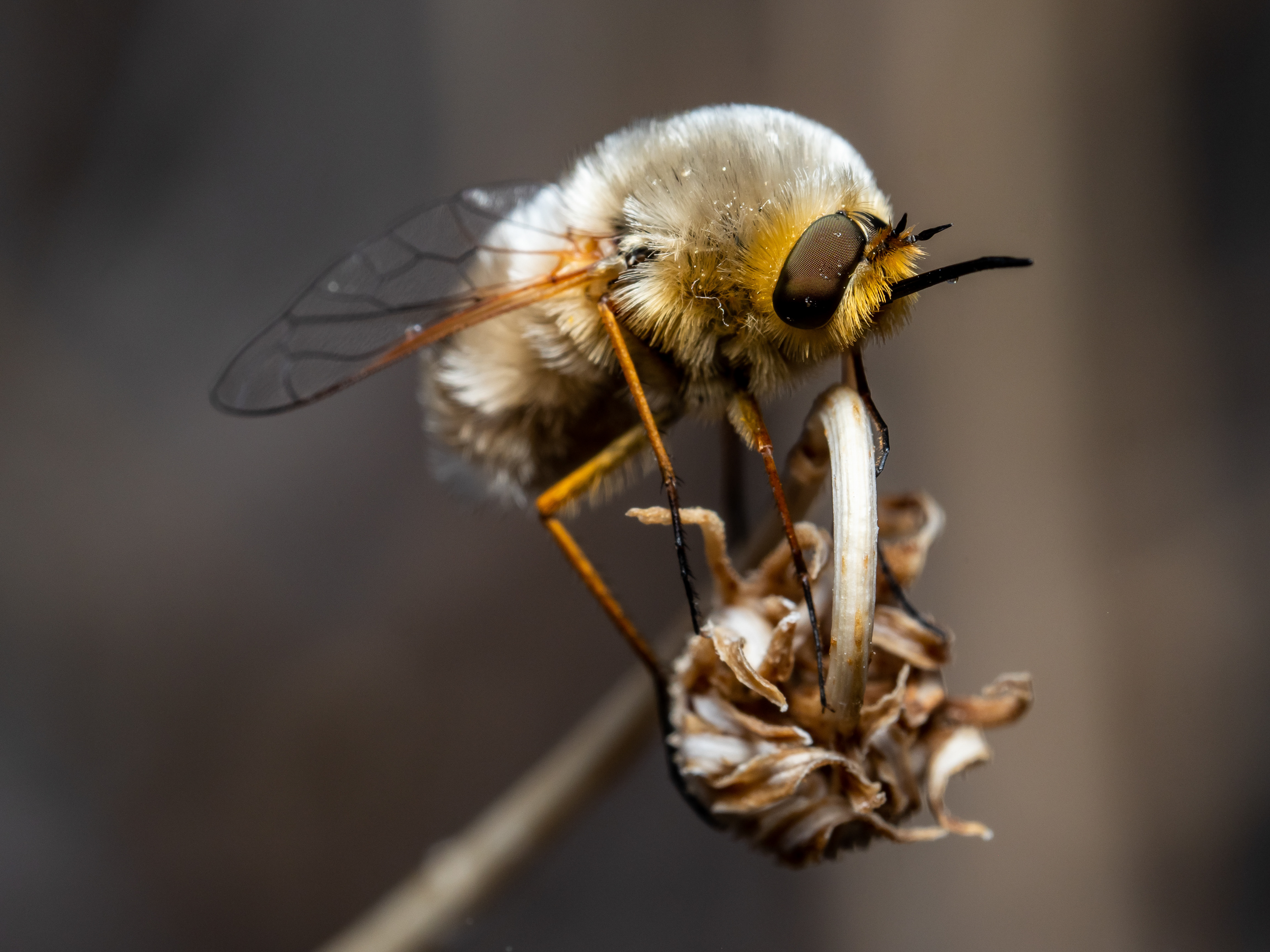 Bee Fly. CA.