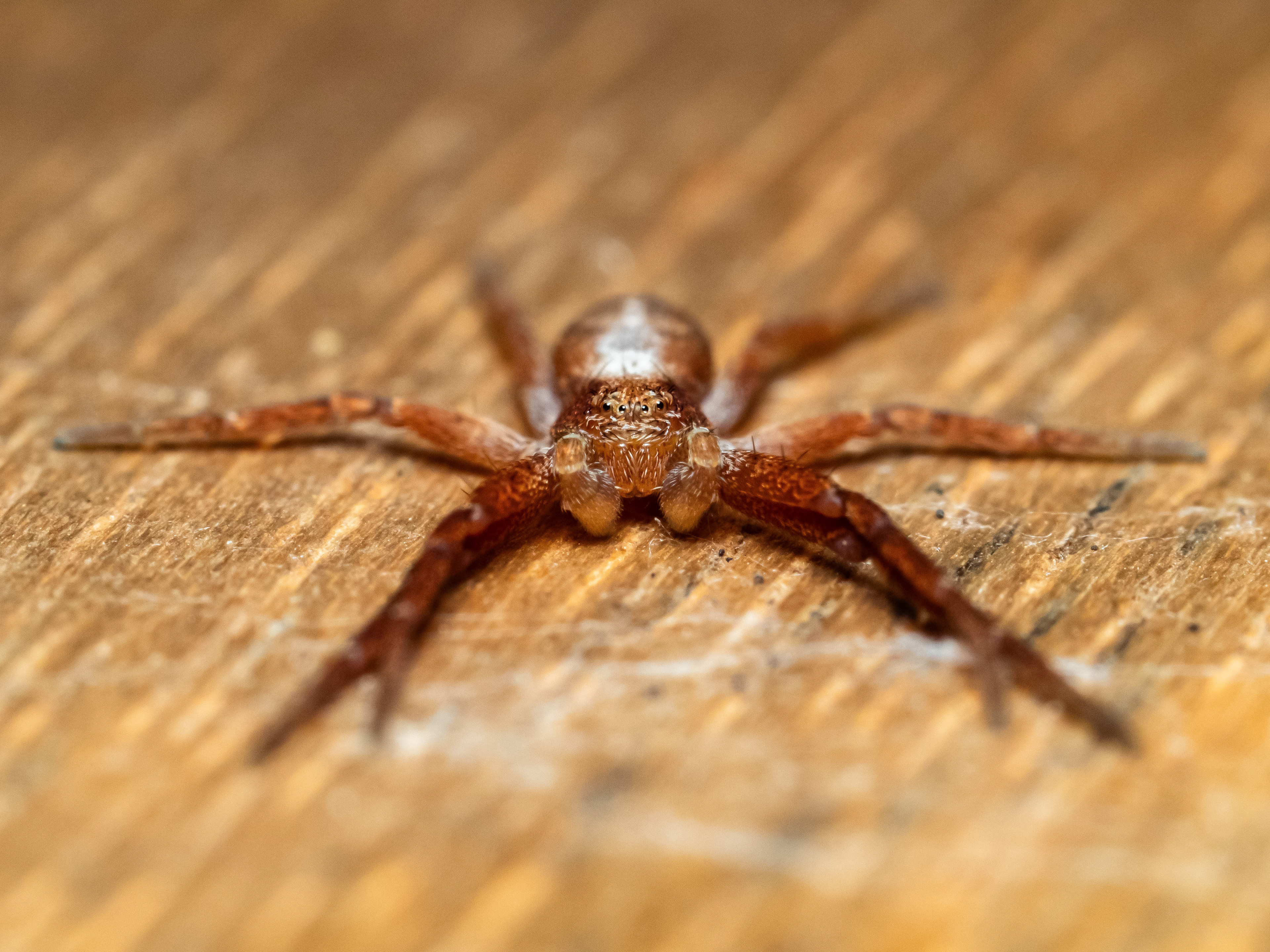 Running Crab Spider. WA.