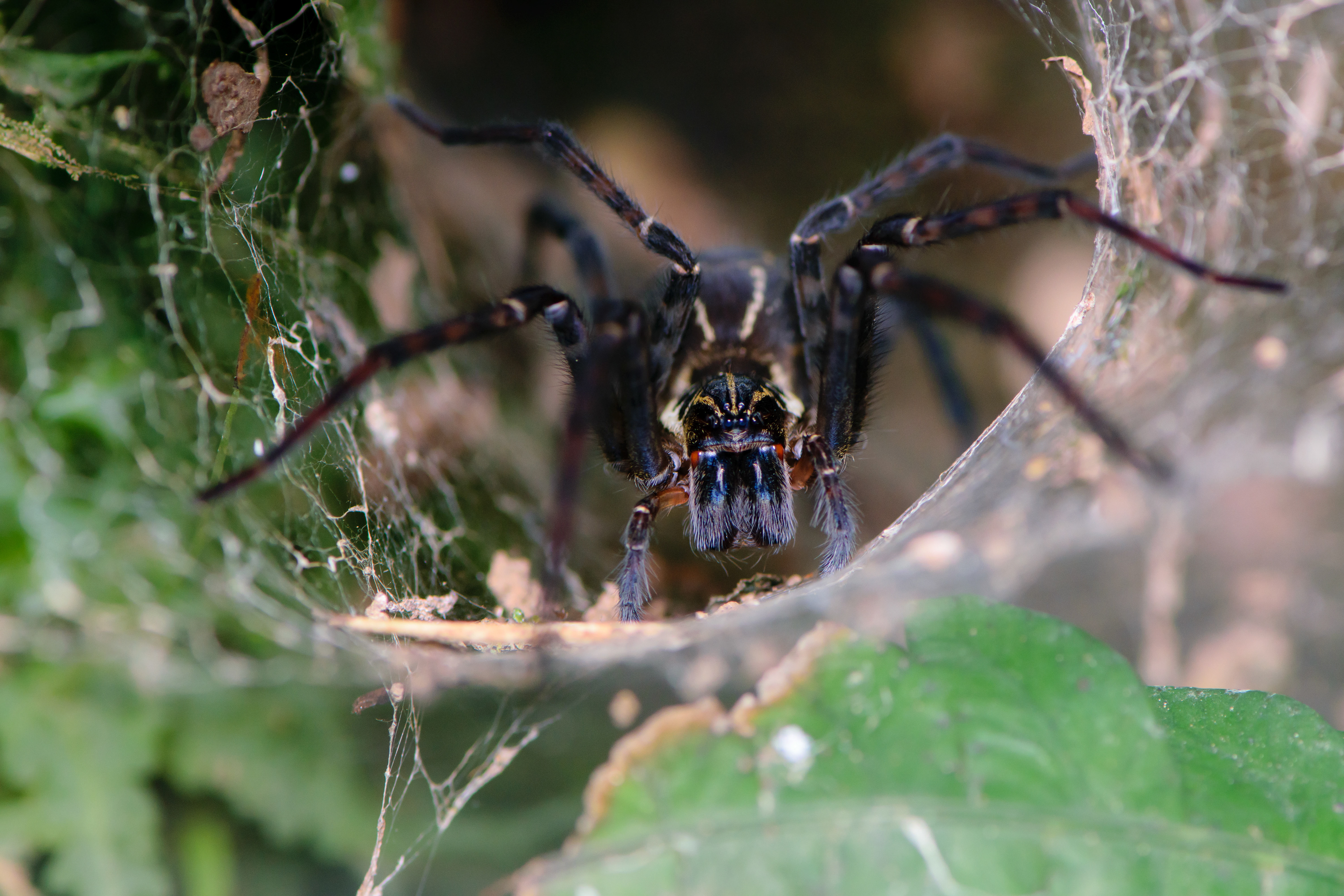 Funnel Weaver. Santa Elena.