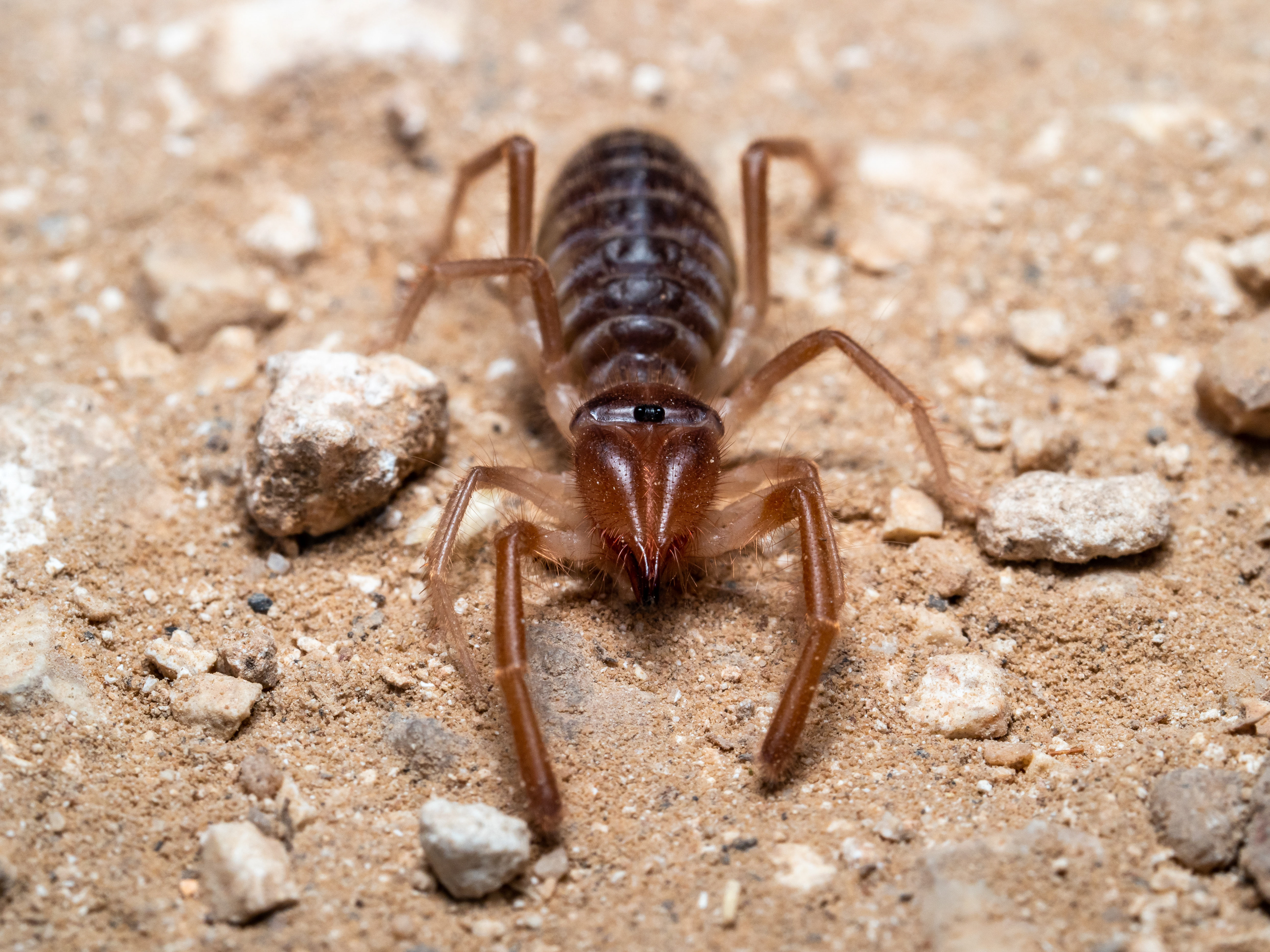 Solifug, or Camel Spider. UT.