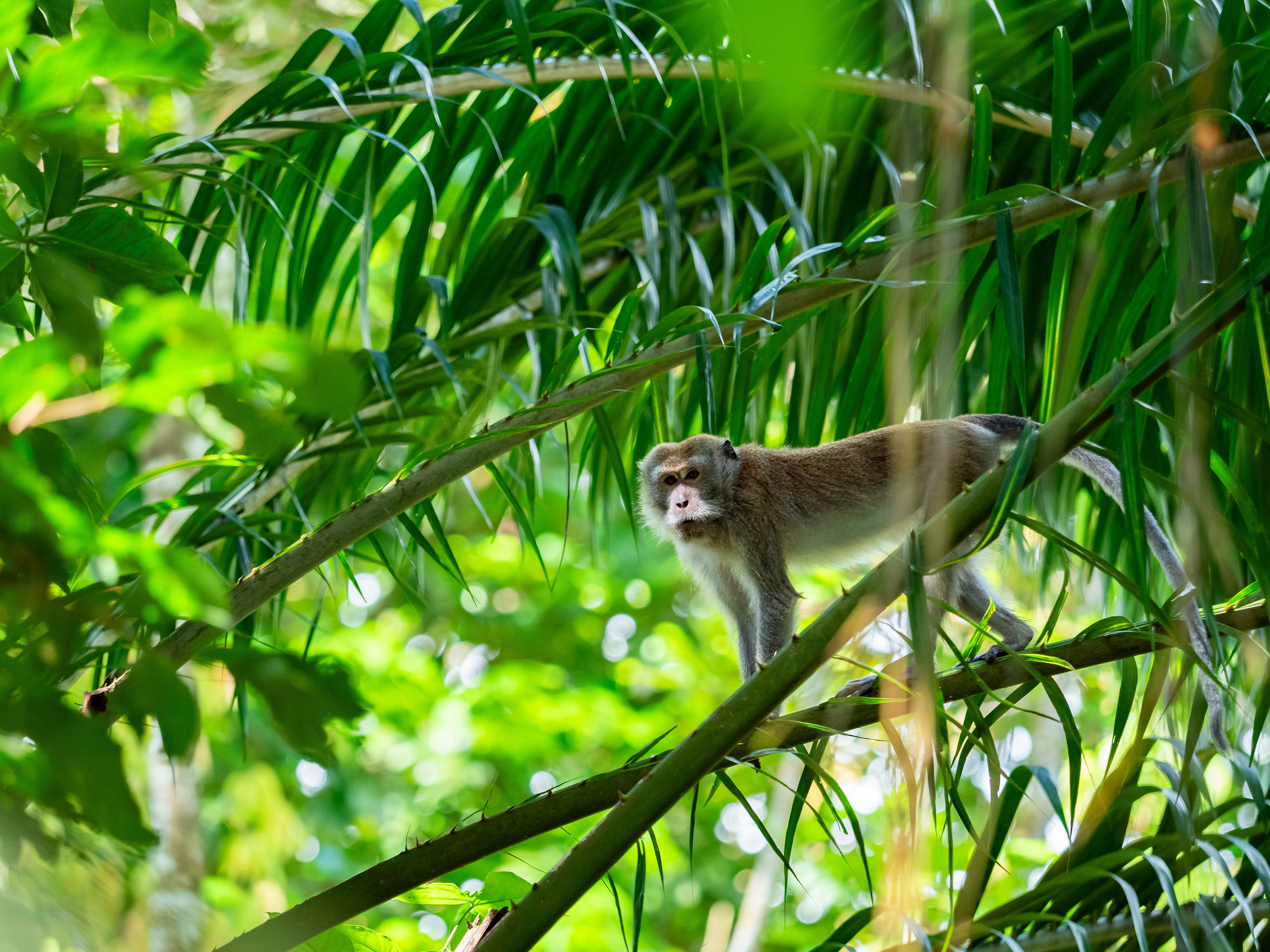 Long-tailed Macaque.