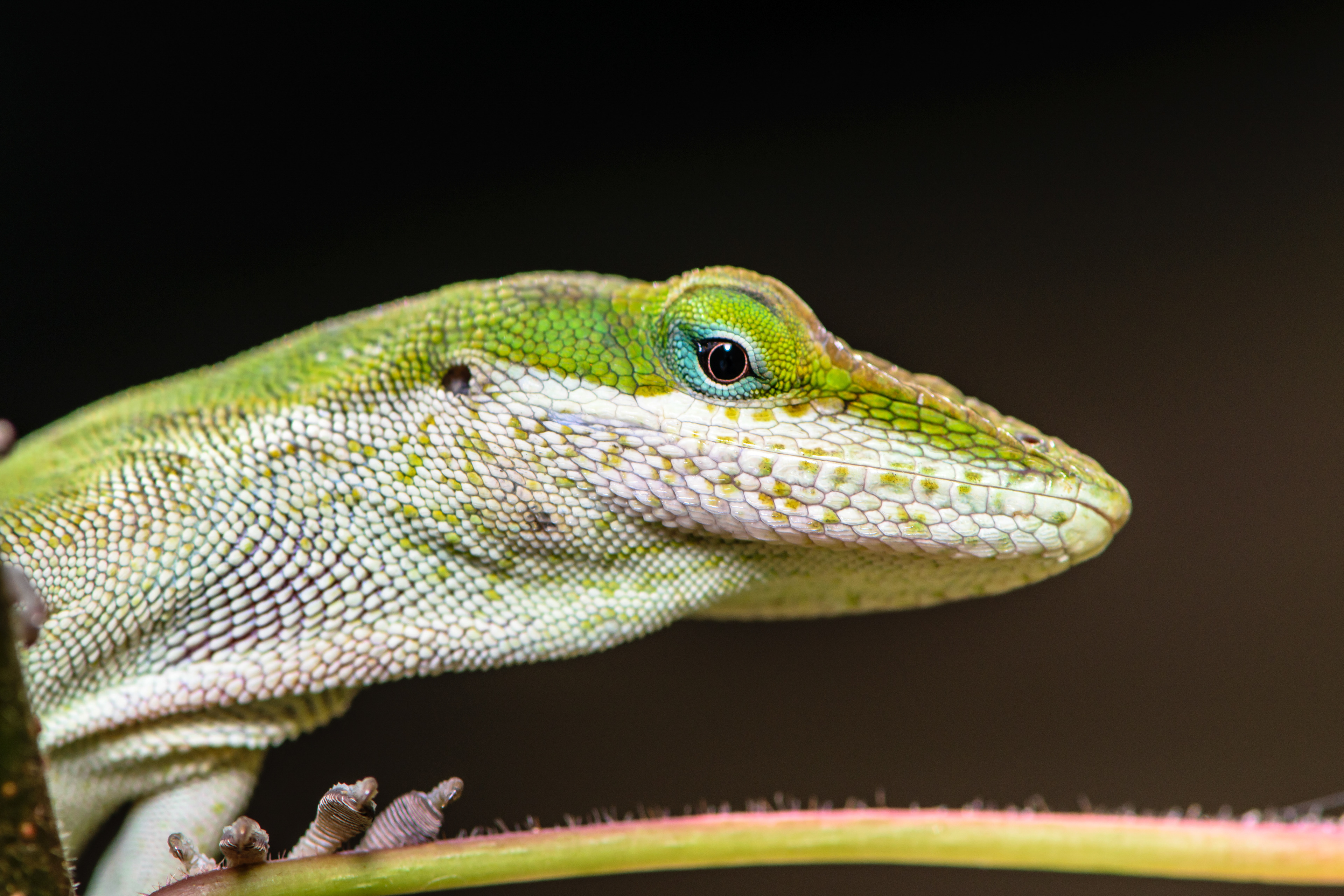 Green Anole. Near Poipu, HI. 