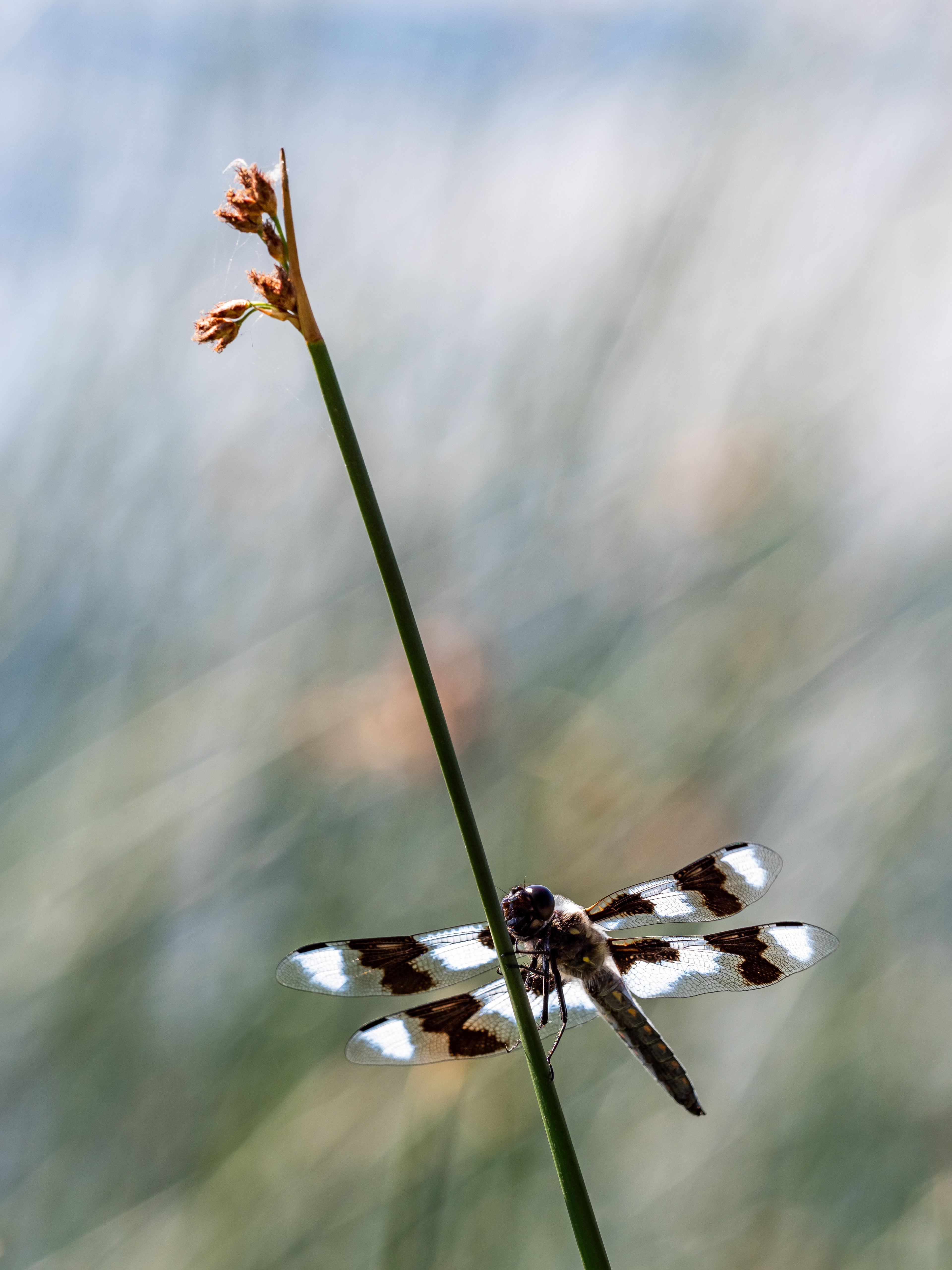 Eight-spotted Skimmer. Victoria, Canada.