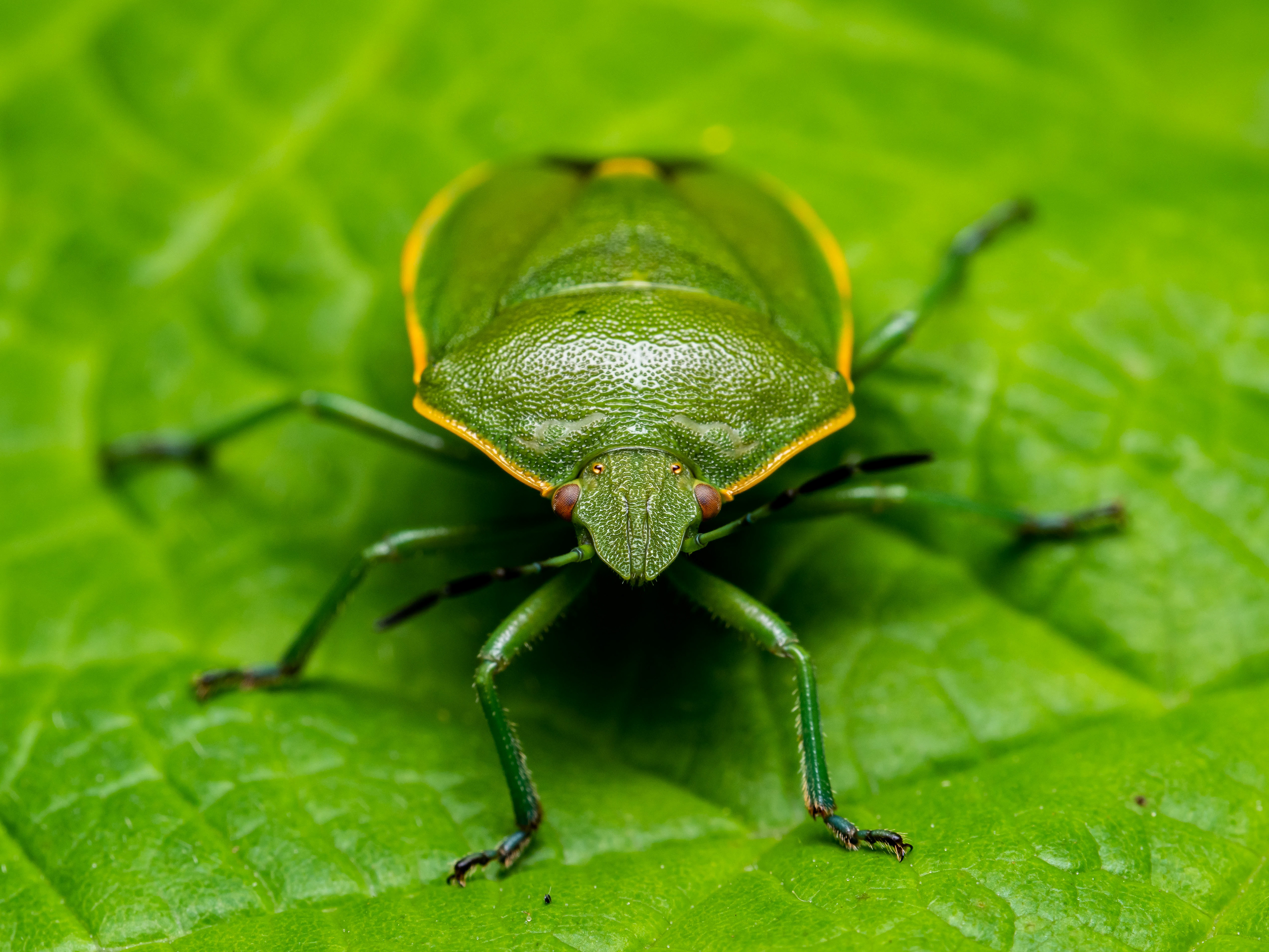 Green Stink Bug. WA. 