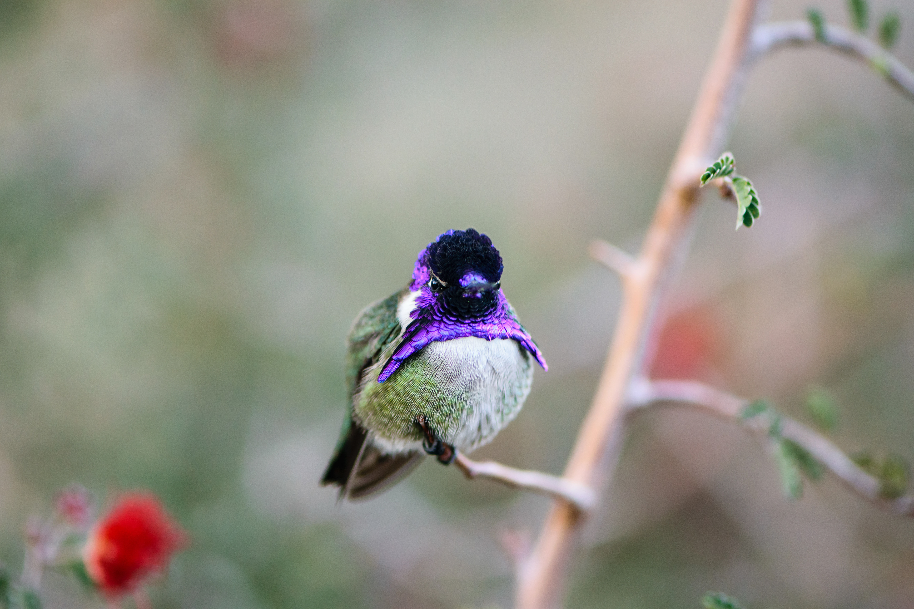 Costa's Hummingbird. Palm Desert.