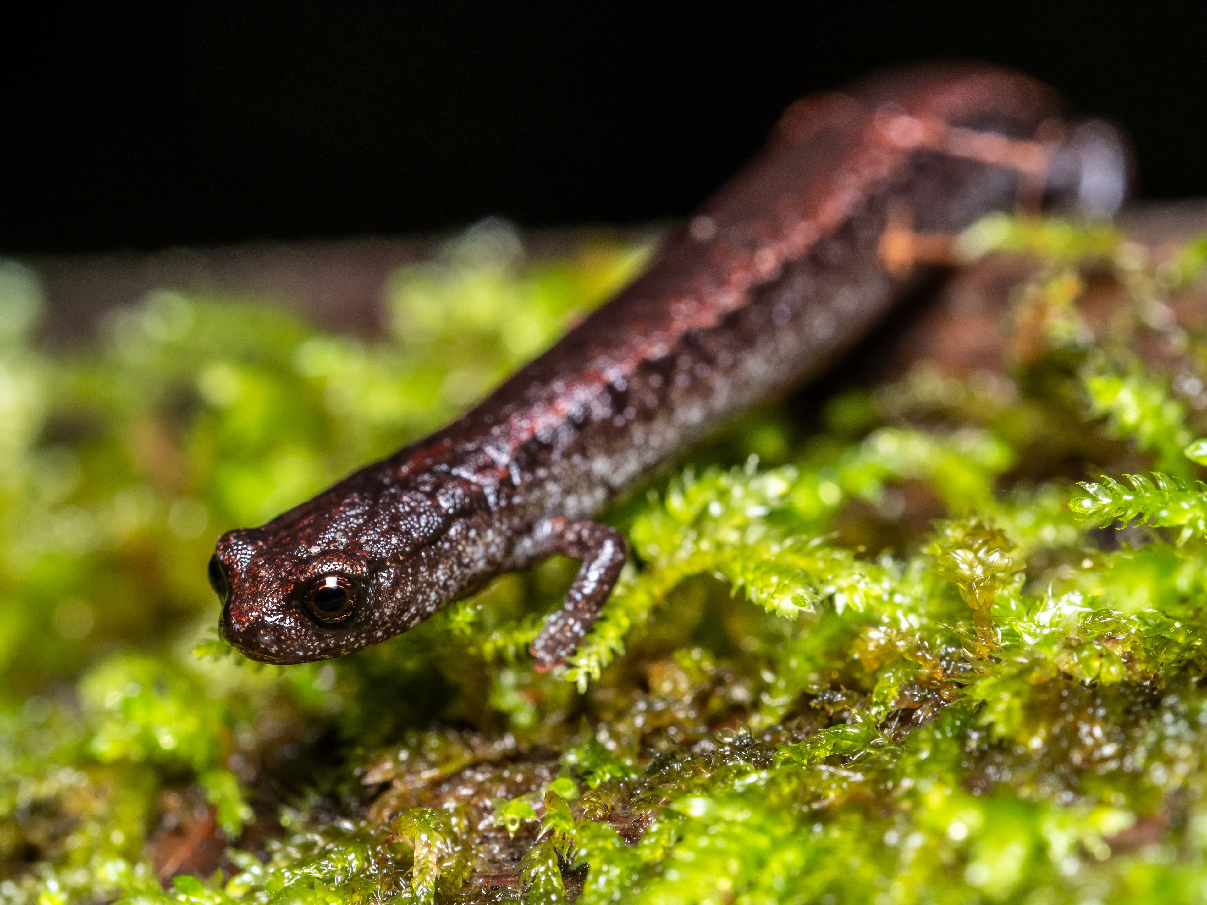 California Slender Salamander. Point Reyes.