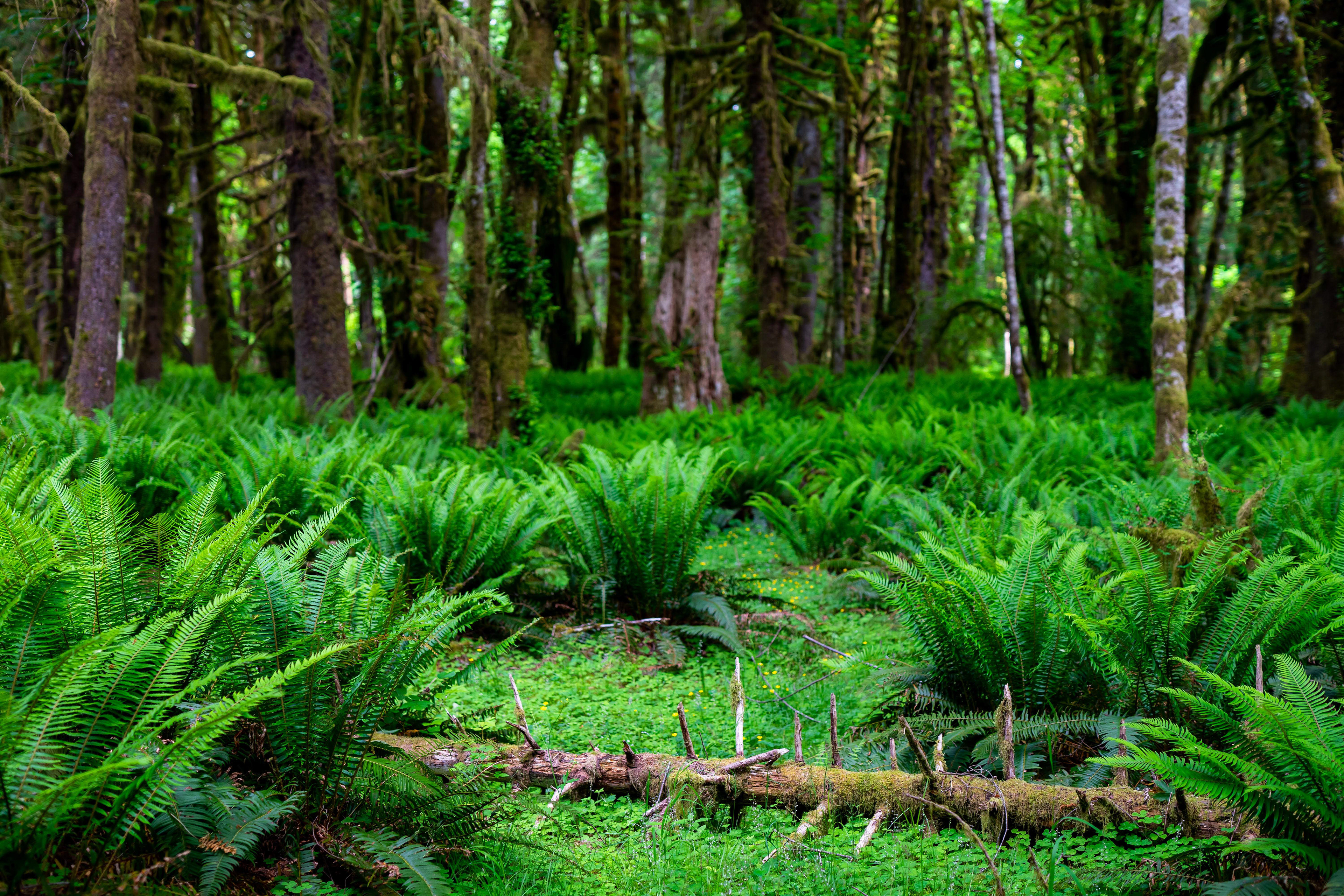 Olympic National Park.