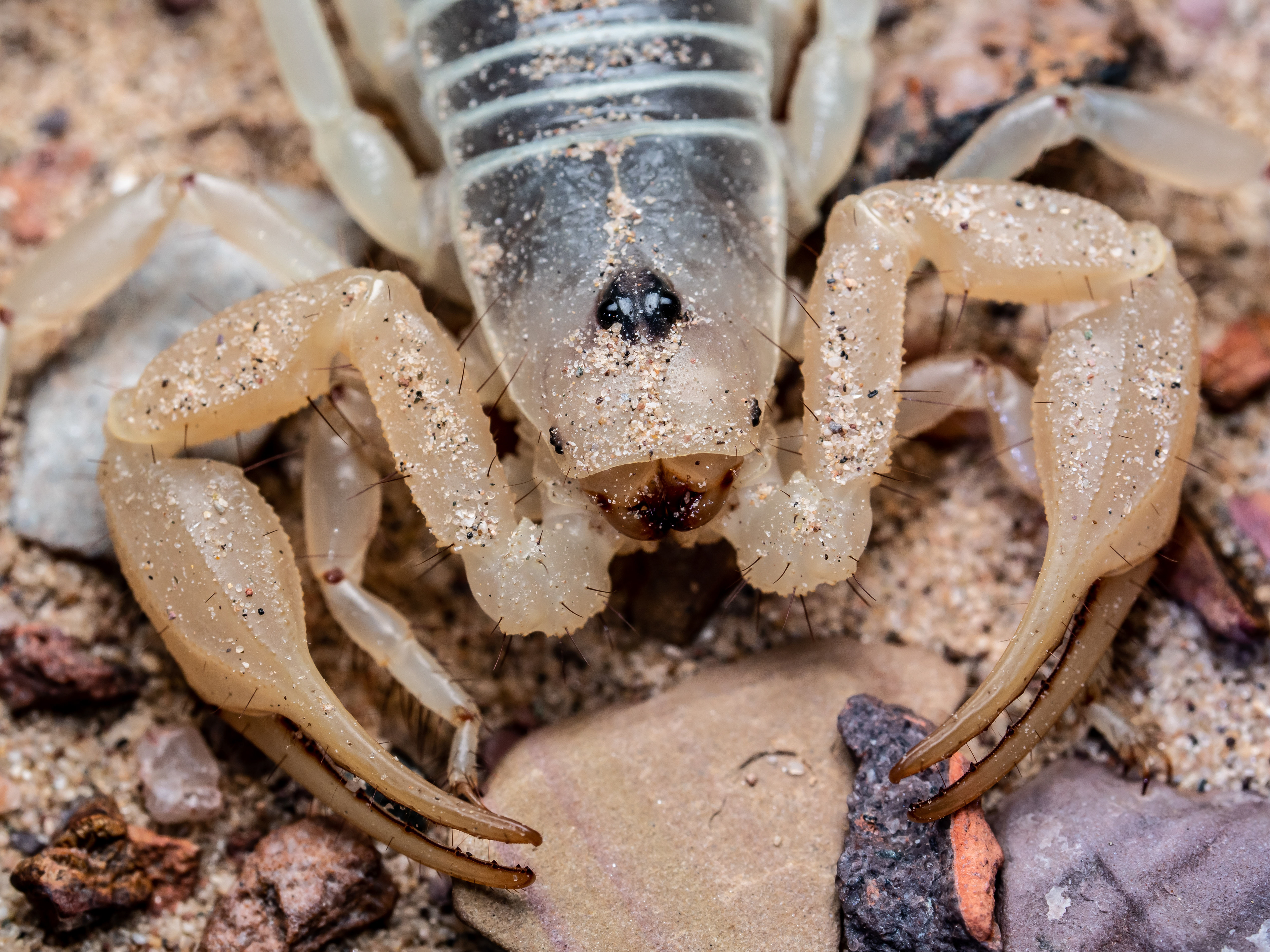 Desert Hairy Scorpion. CA.