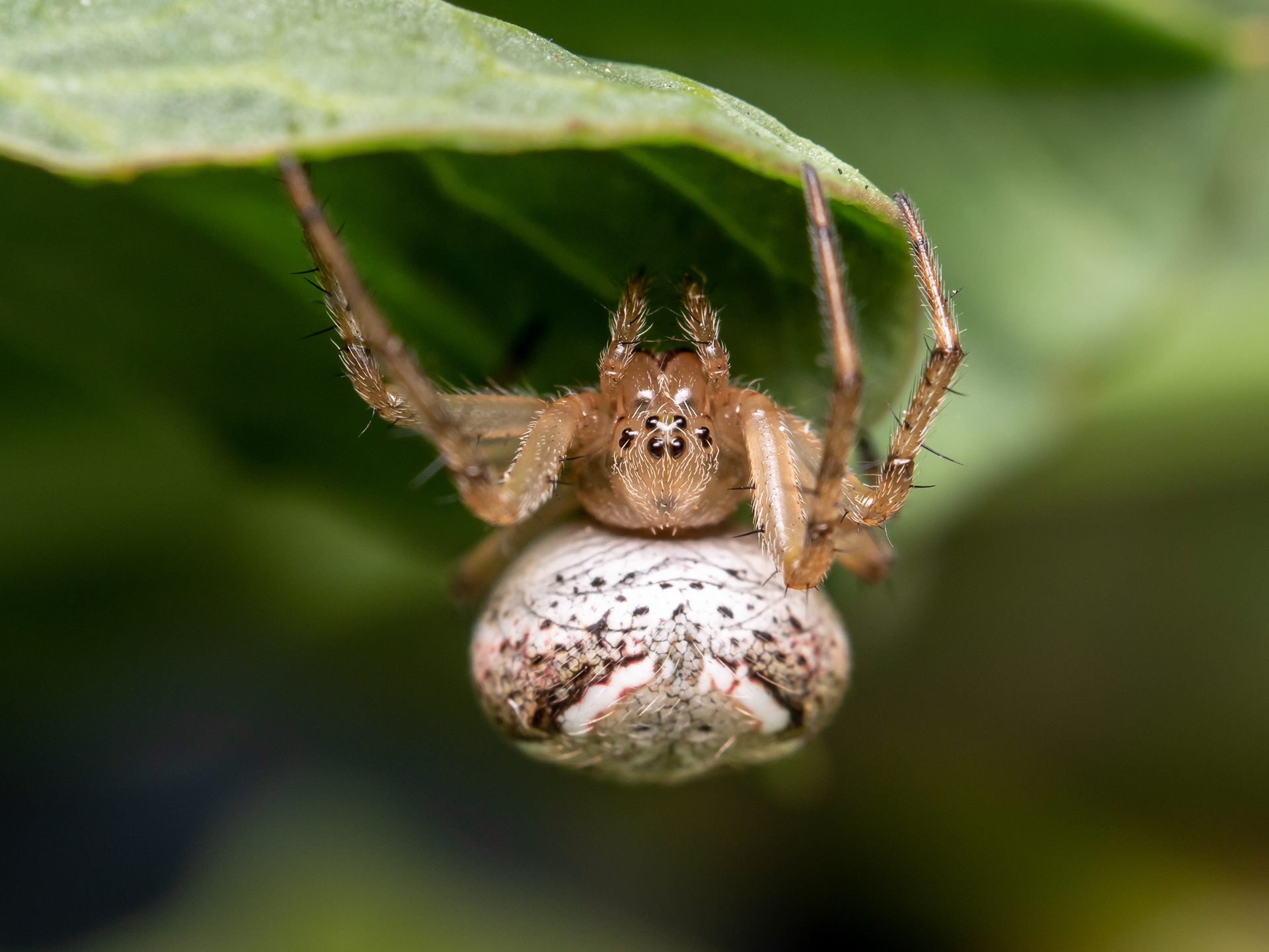 Araneus Orb Weaver. CA.