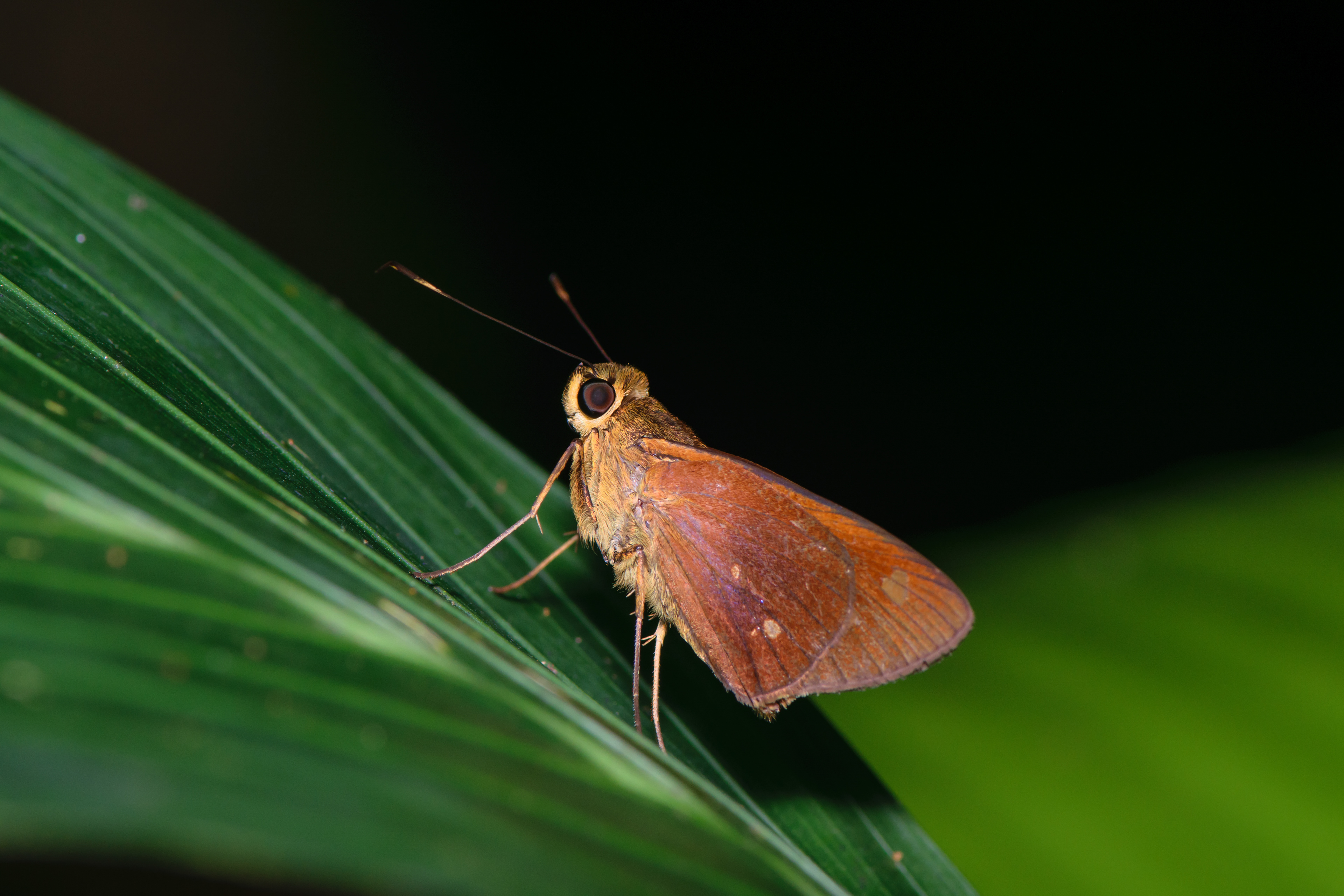 Skipper. La Fortuna.