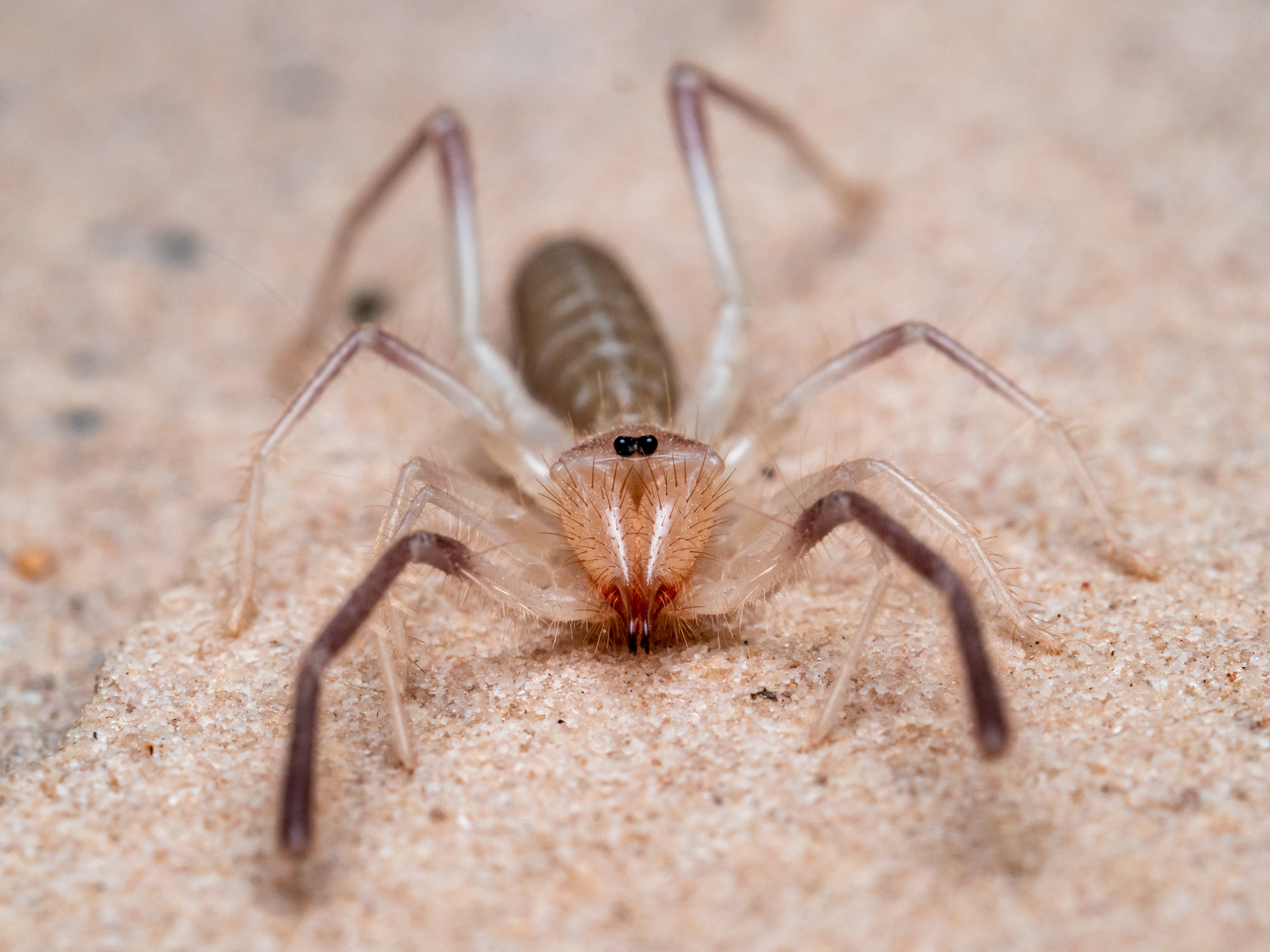 Camel spider. Lake Powell, AZ.
