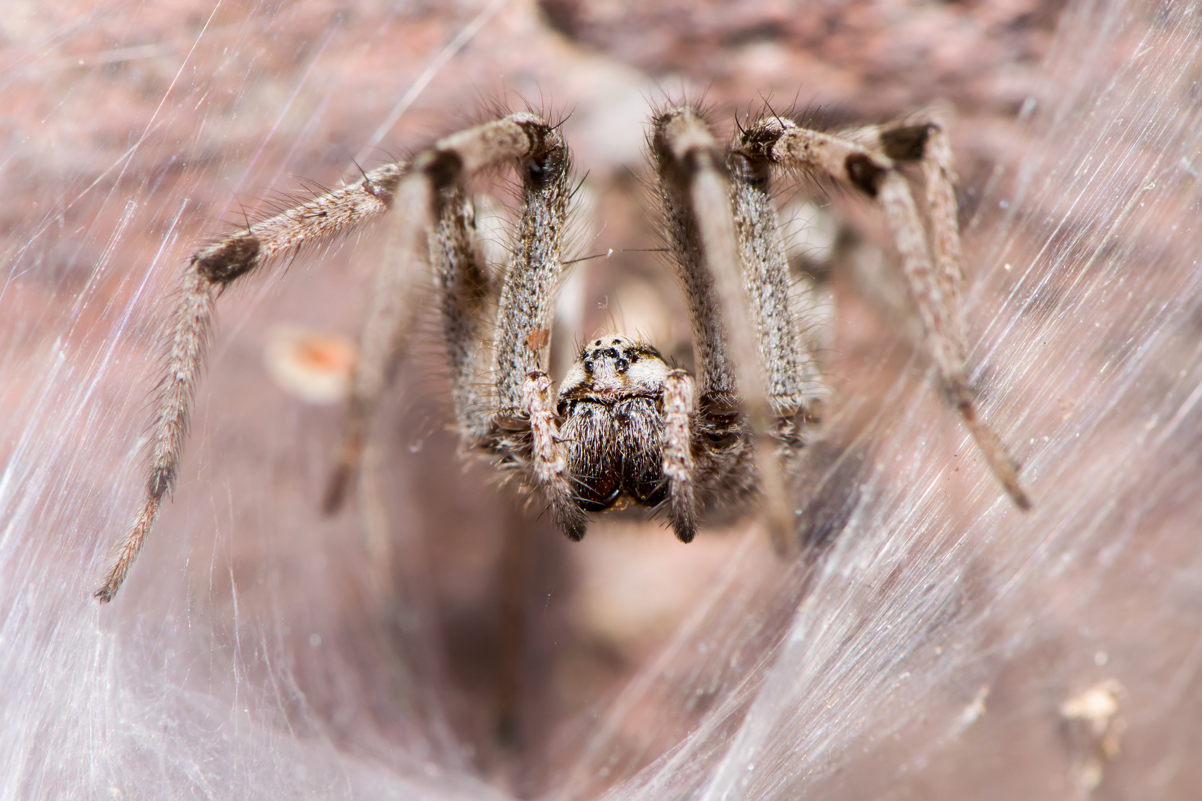 Funnel-web Wolf Spider. AZ.