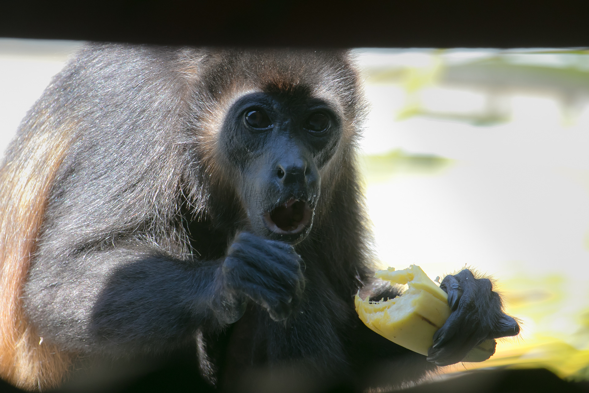 Mantled Howler Monkey. Near Samara.