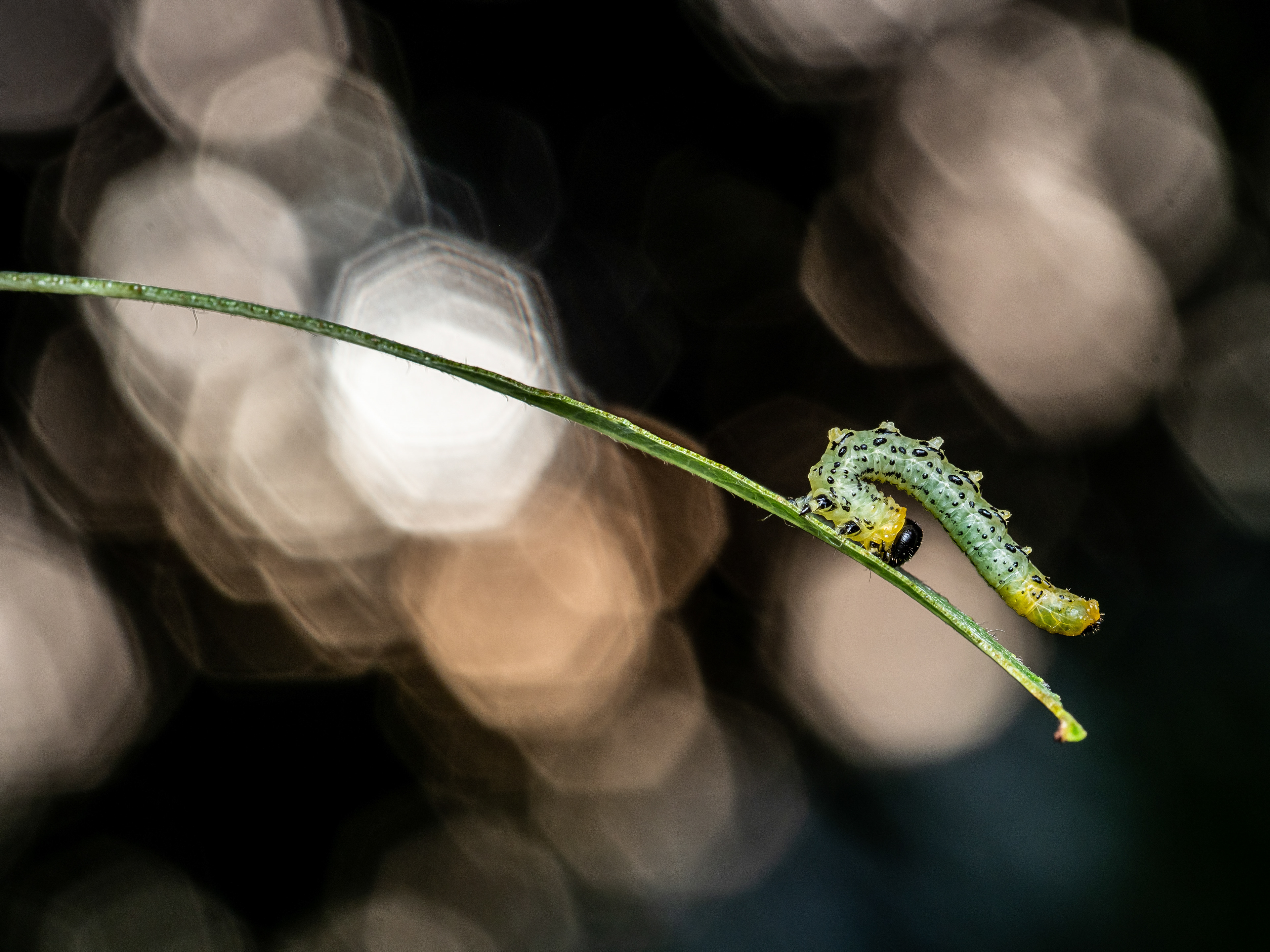 Sawfly larva. Agassiz, Canada.