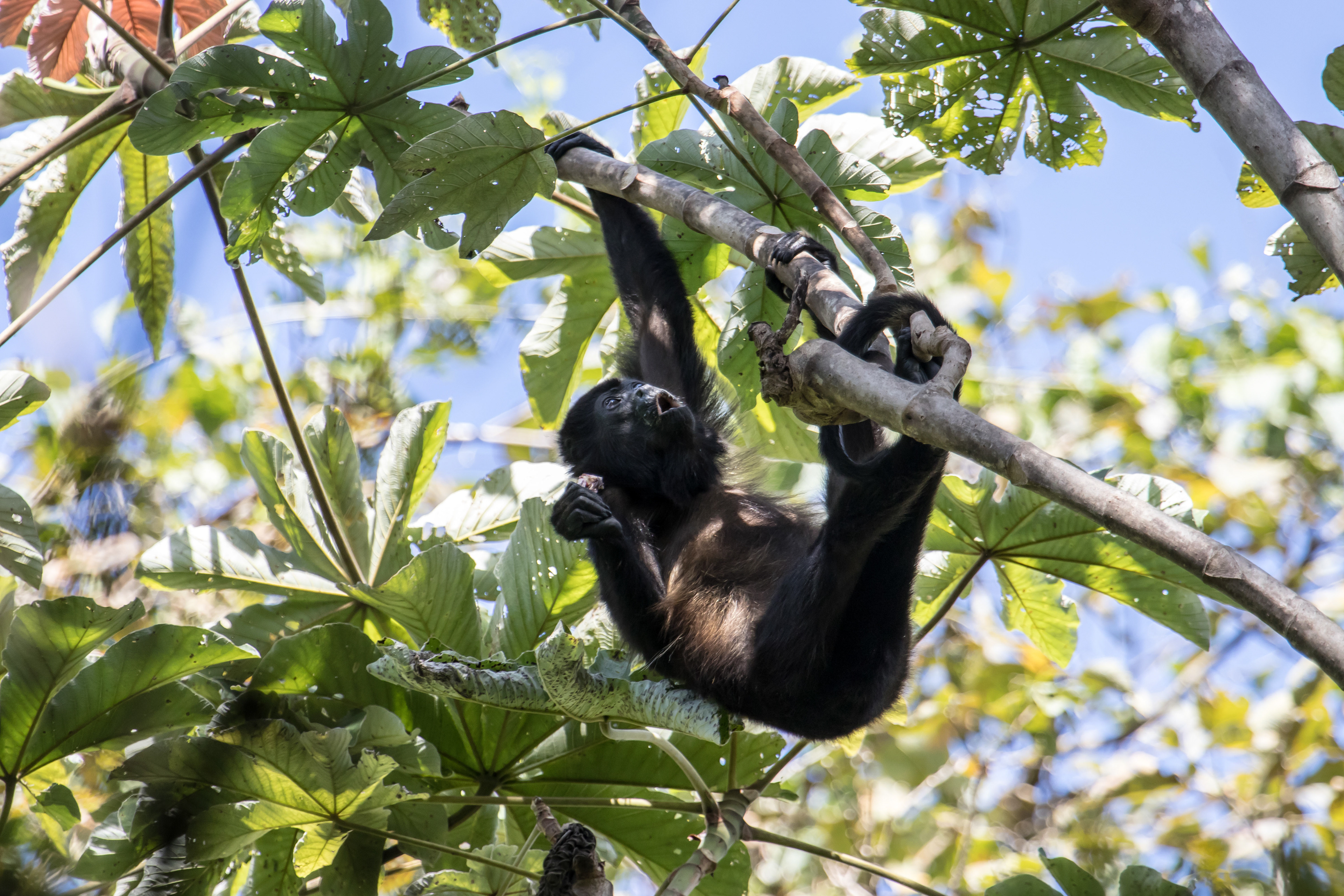 Mantled Howler Monkey. Parque Nacional Barra Honda