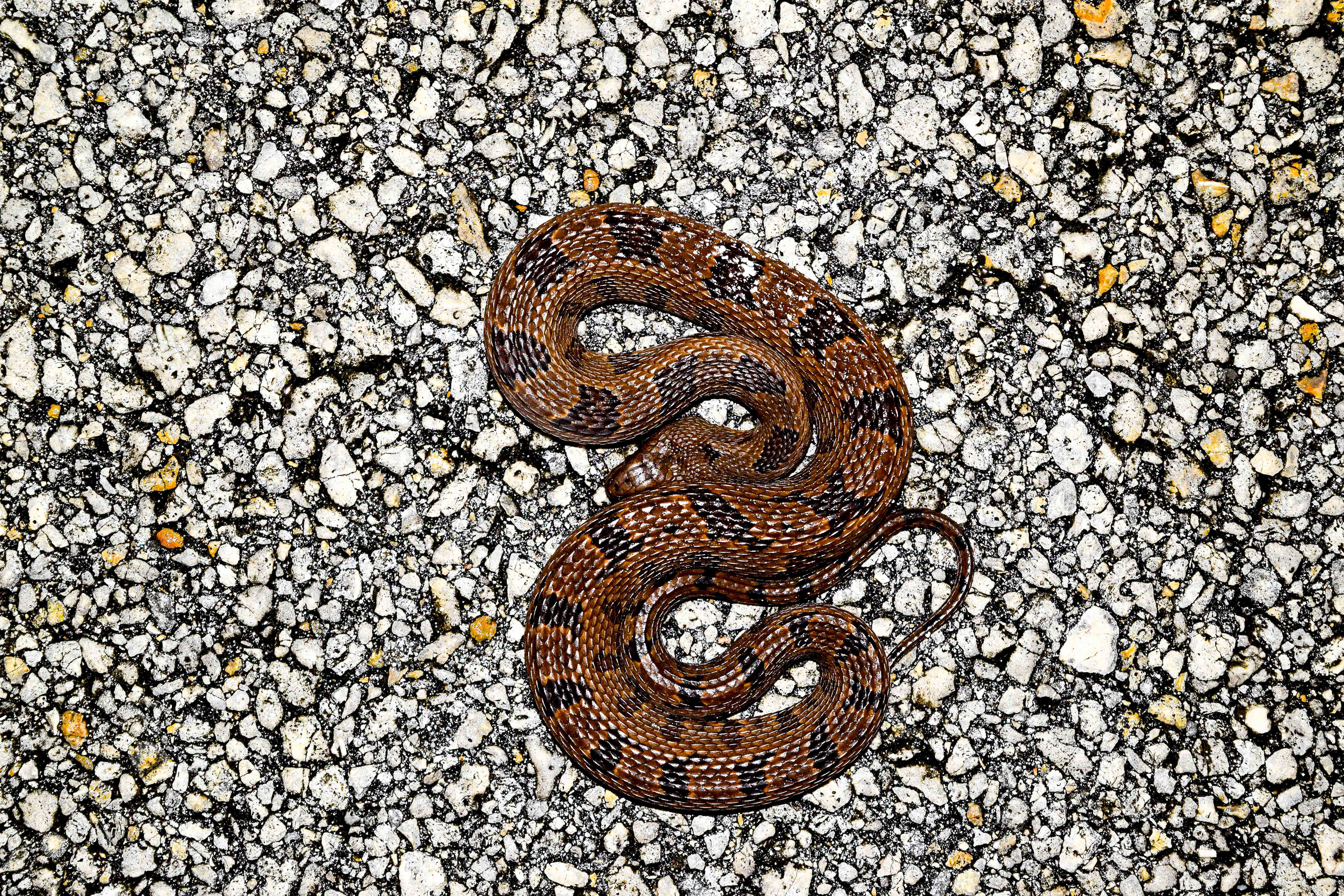 Brown Water Snake. Everglades National Park, FL.
