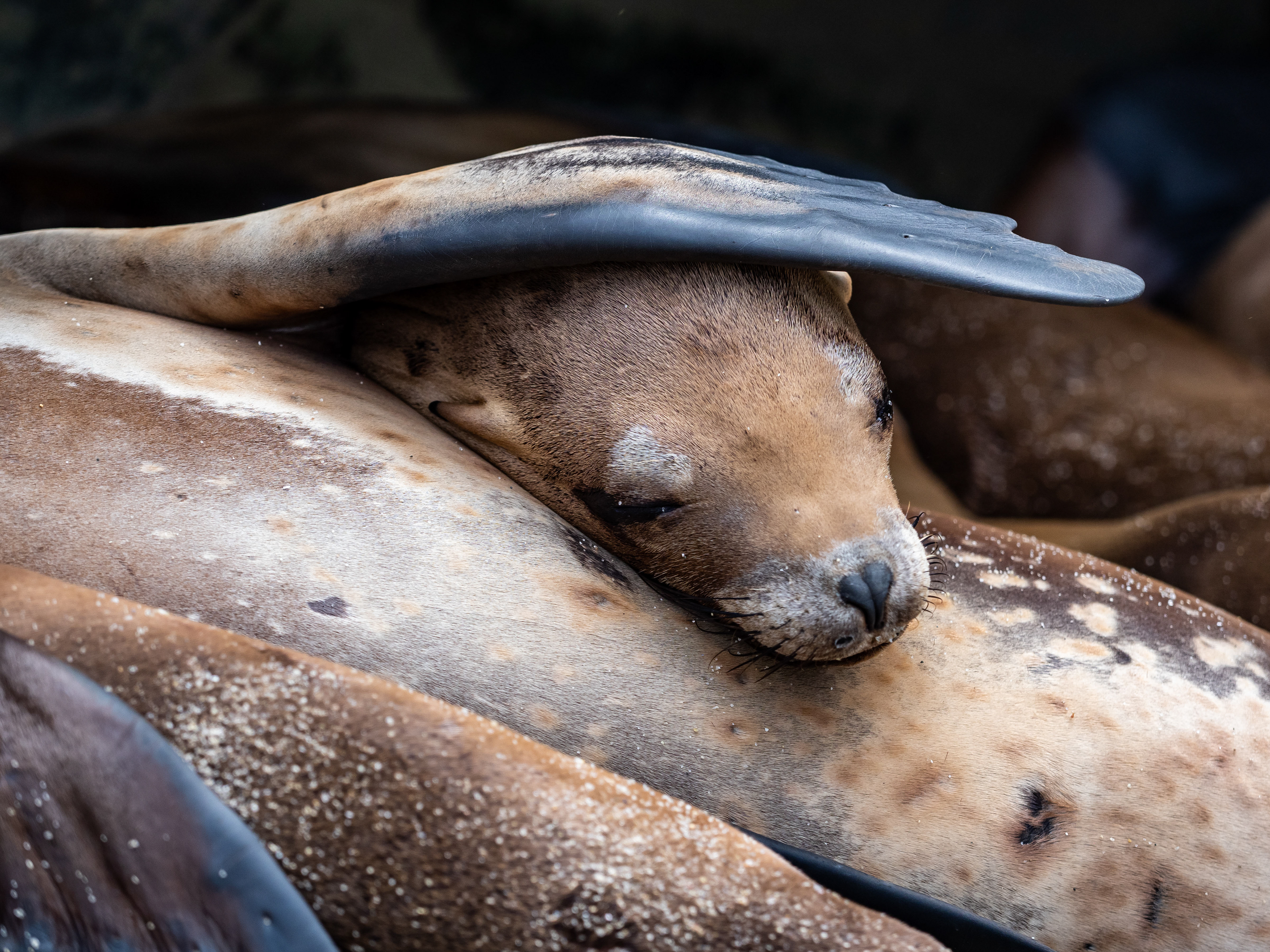 California Seal Lions. La Jolla.