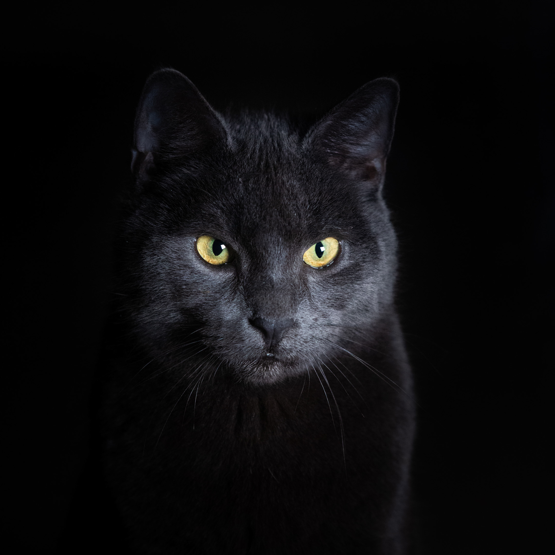 Besuch von der Nachbarskatze