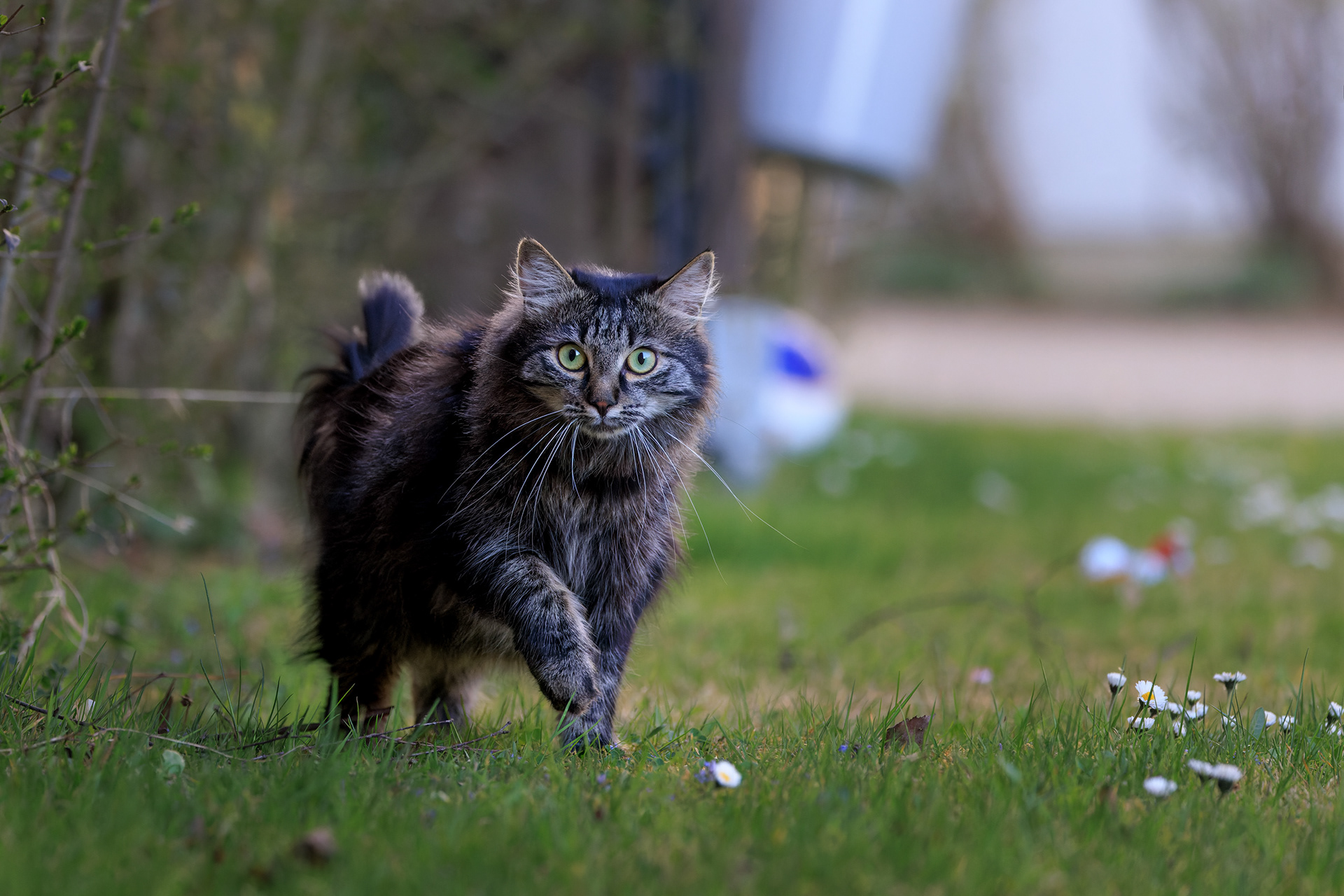 Moonie beim Spaziergang