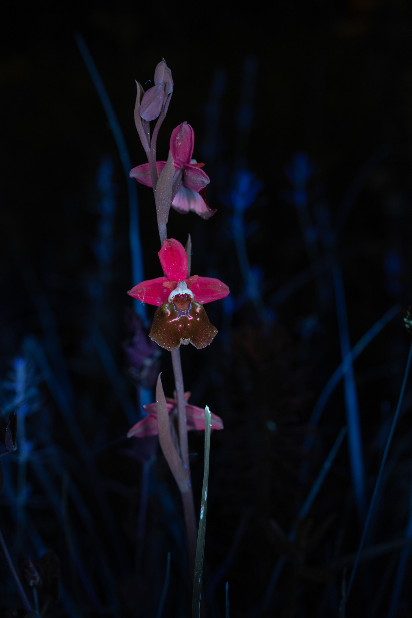 Hummel-Ragwurz im UV-Licht