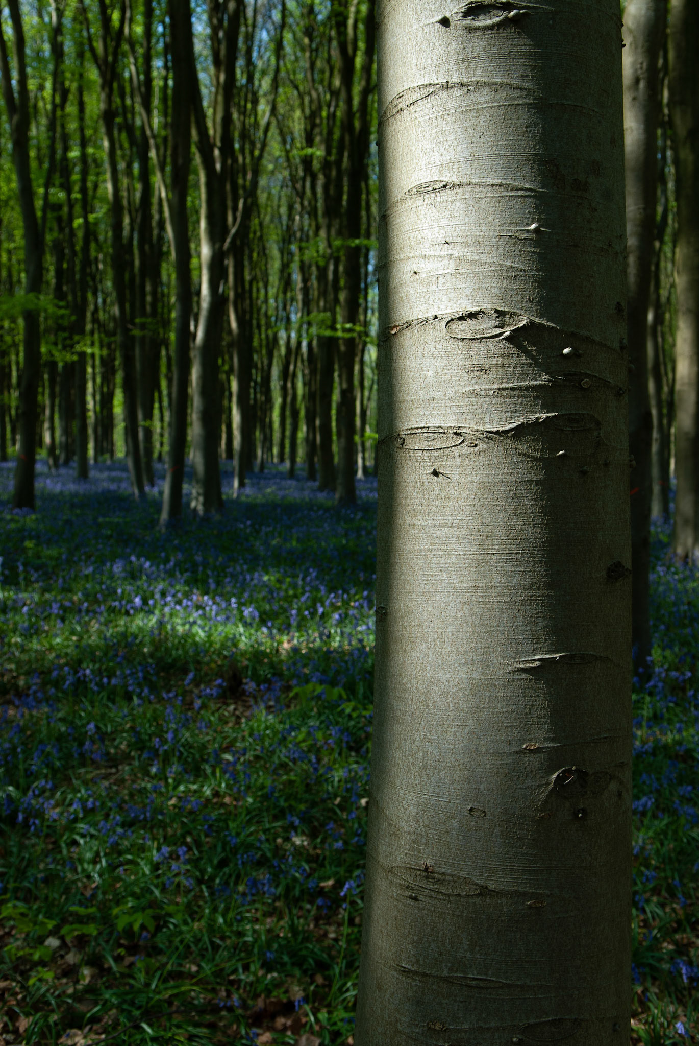 Trunk and Bluebells