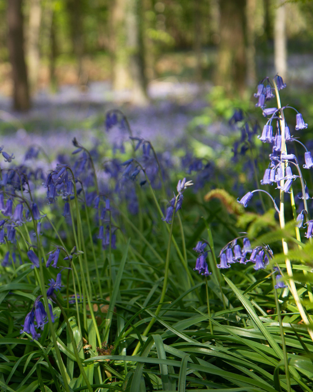Bluebell wood