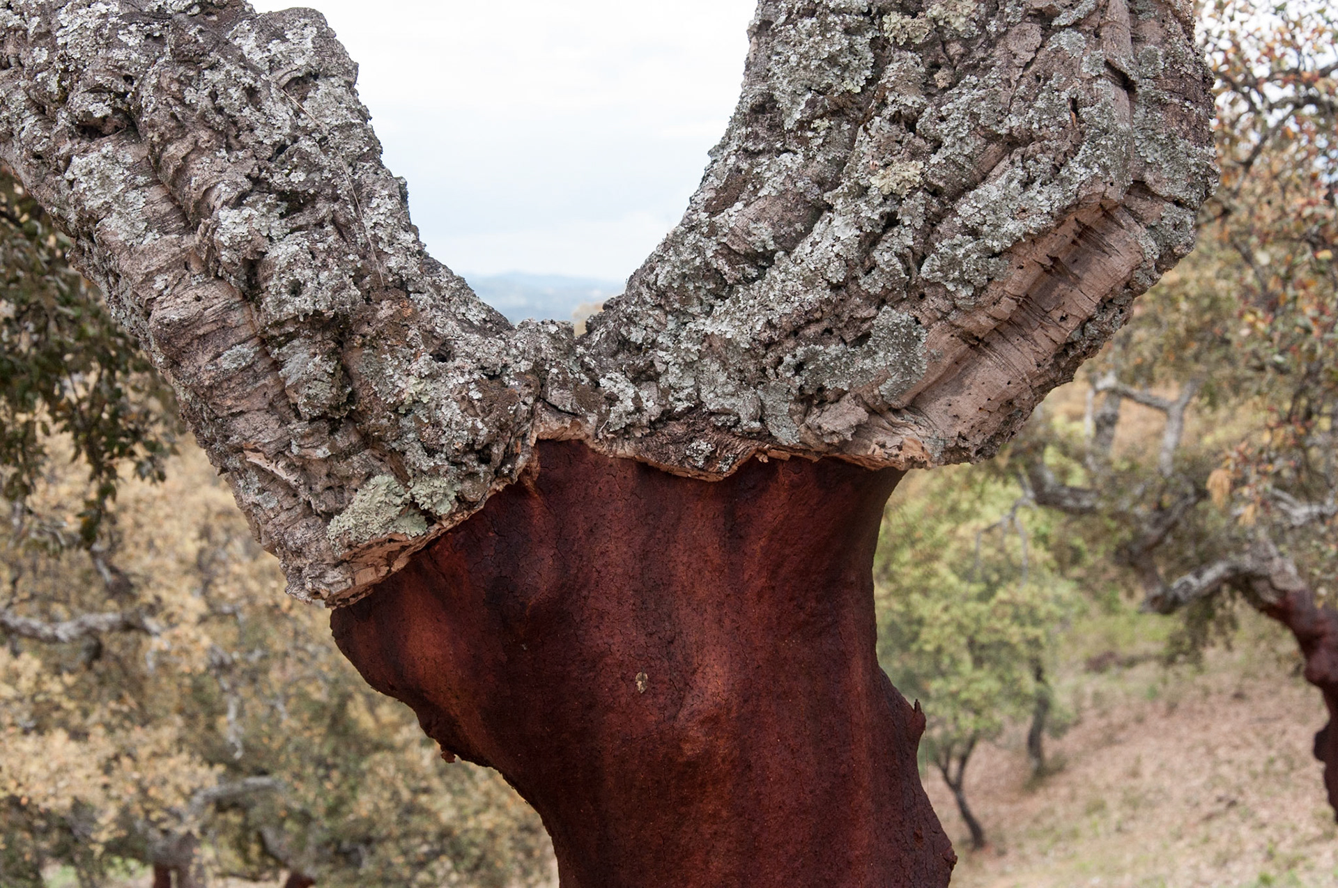 cork oak