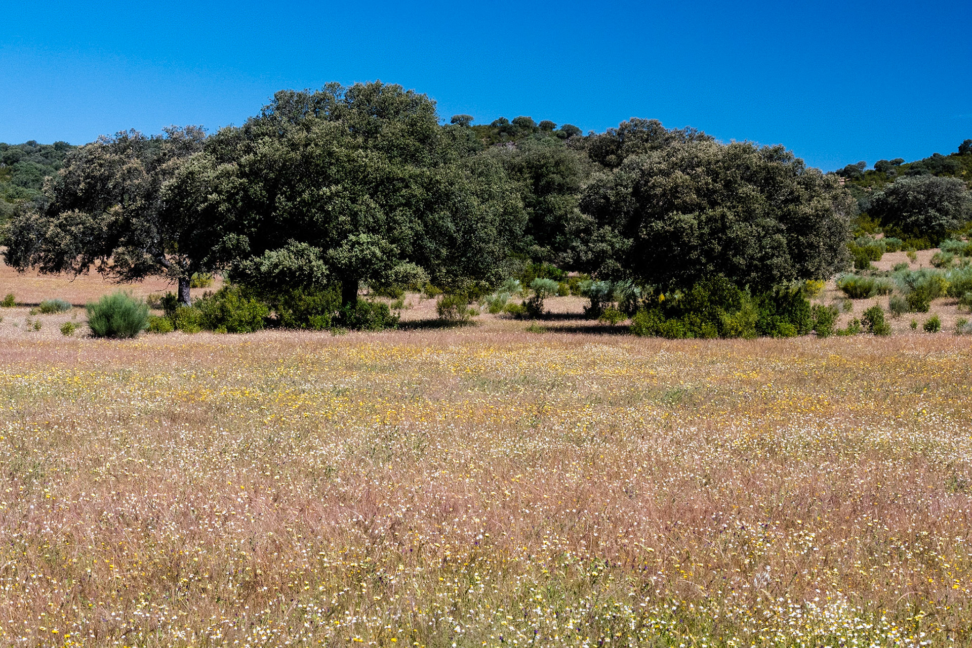 dehesa