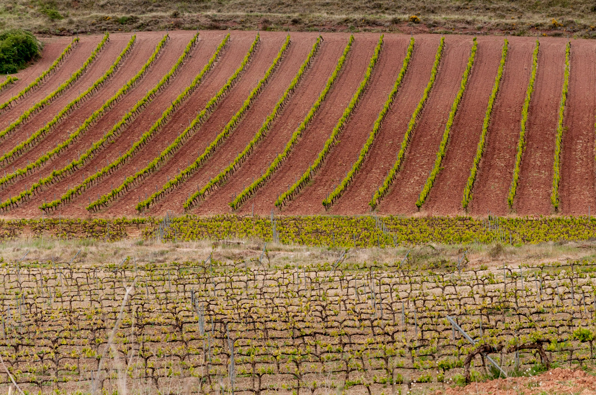 vine yards