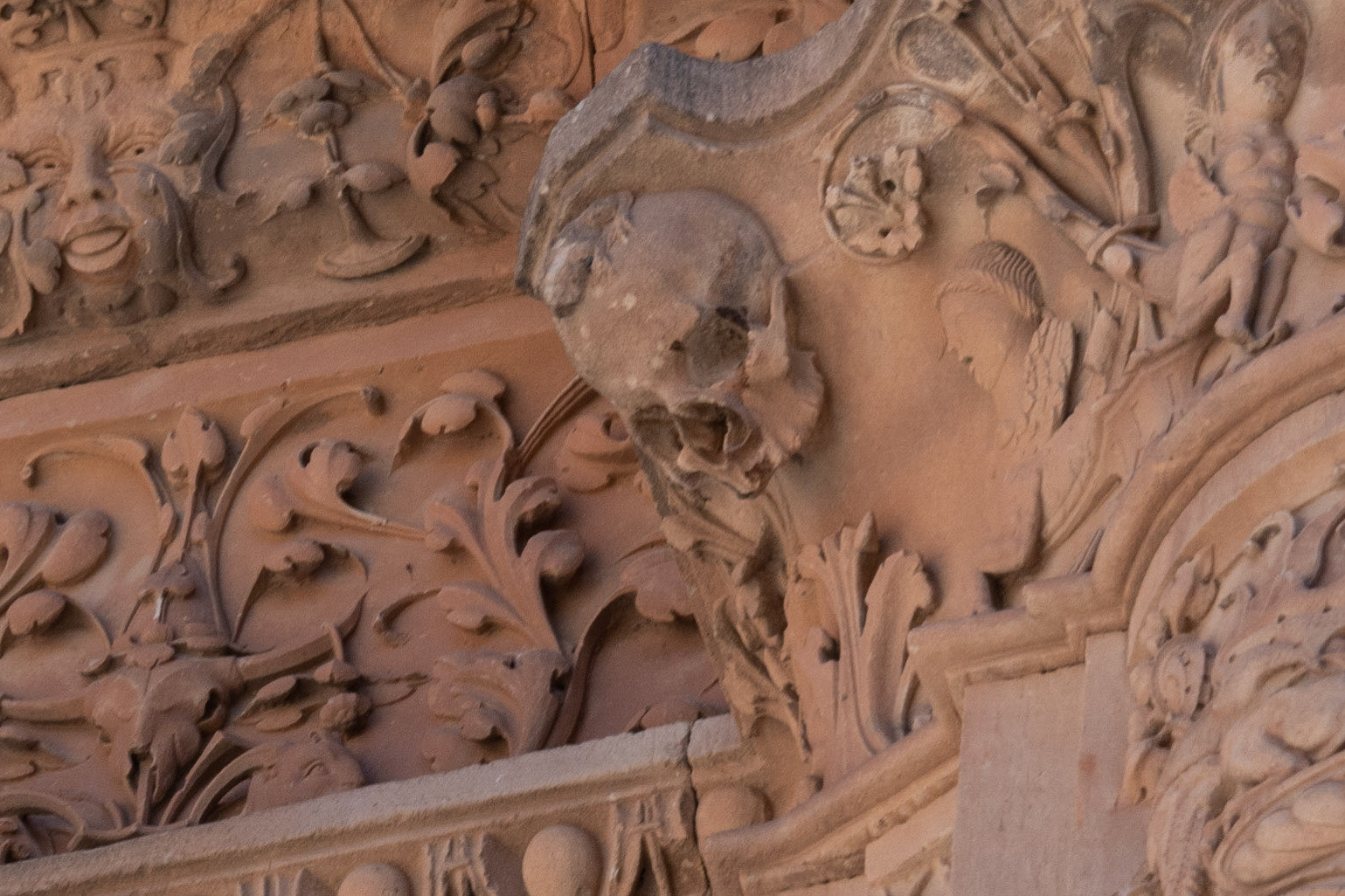 frog on the skull