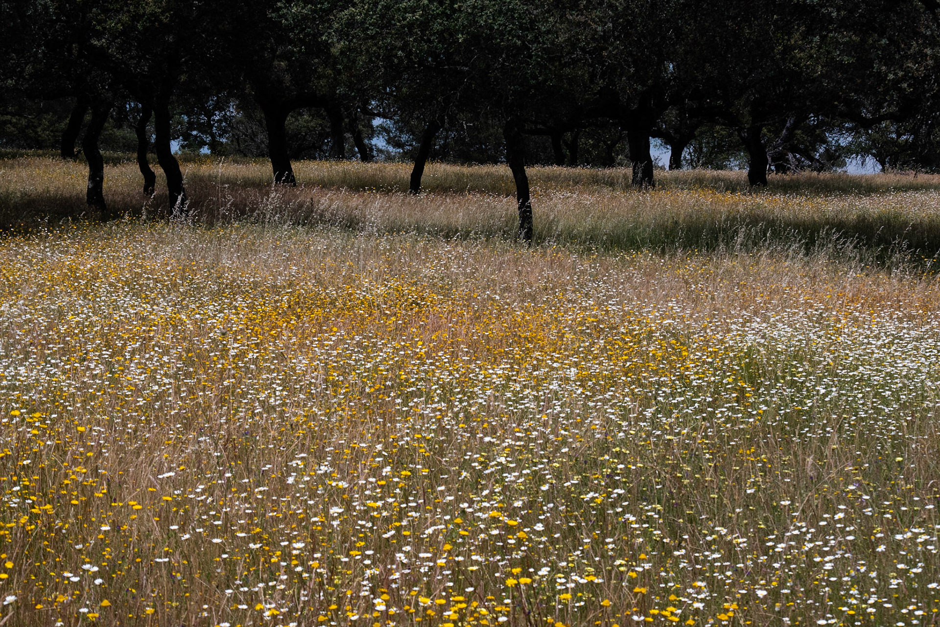 bed of flowers