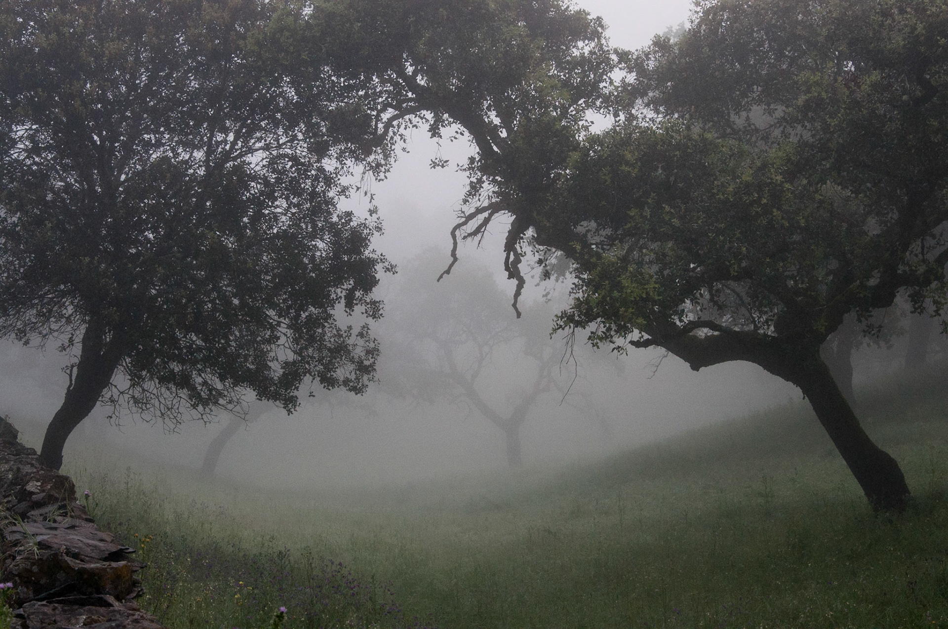 it is misty