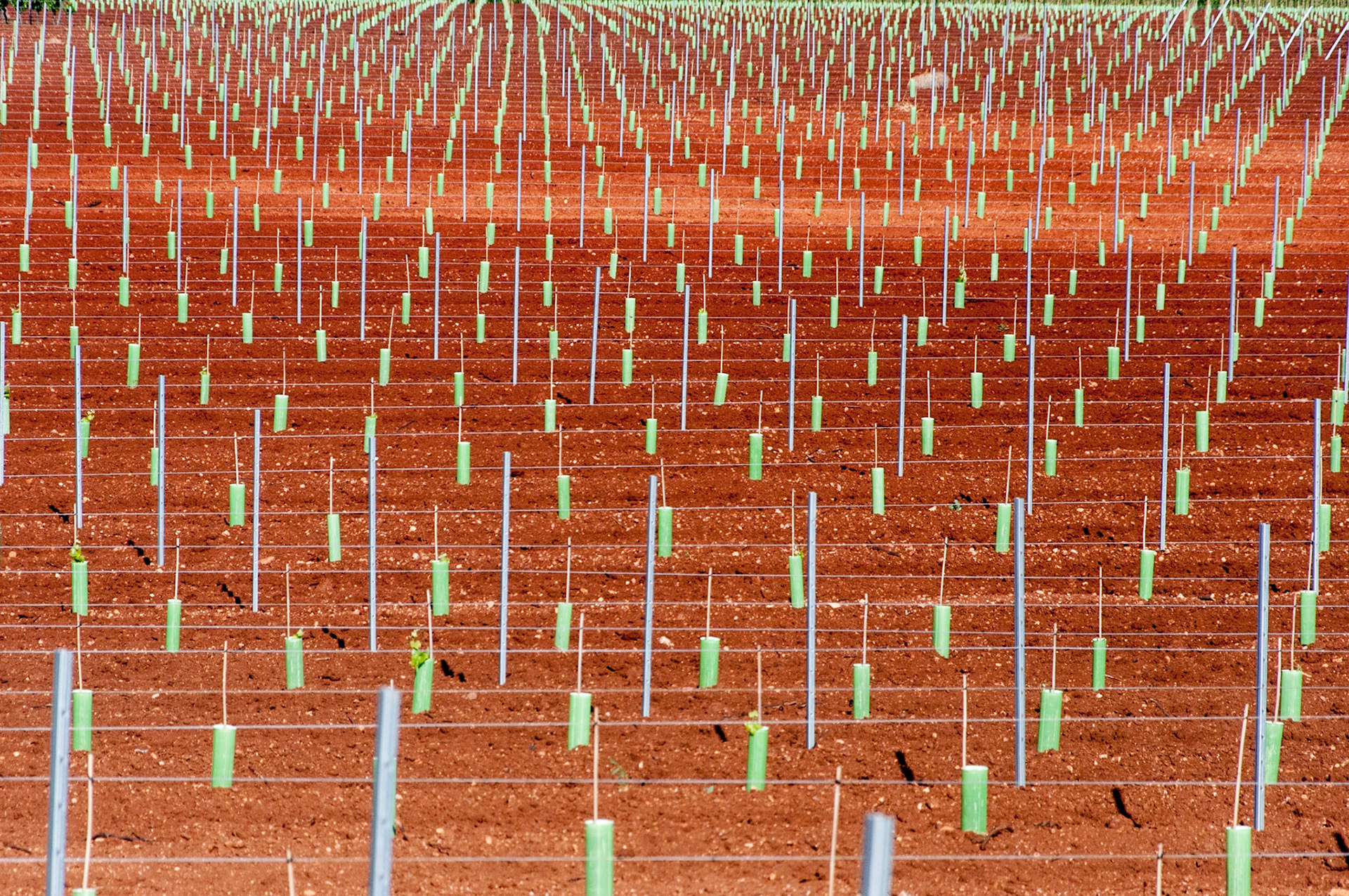 young planting