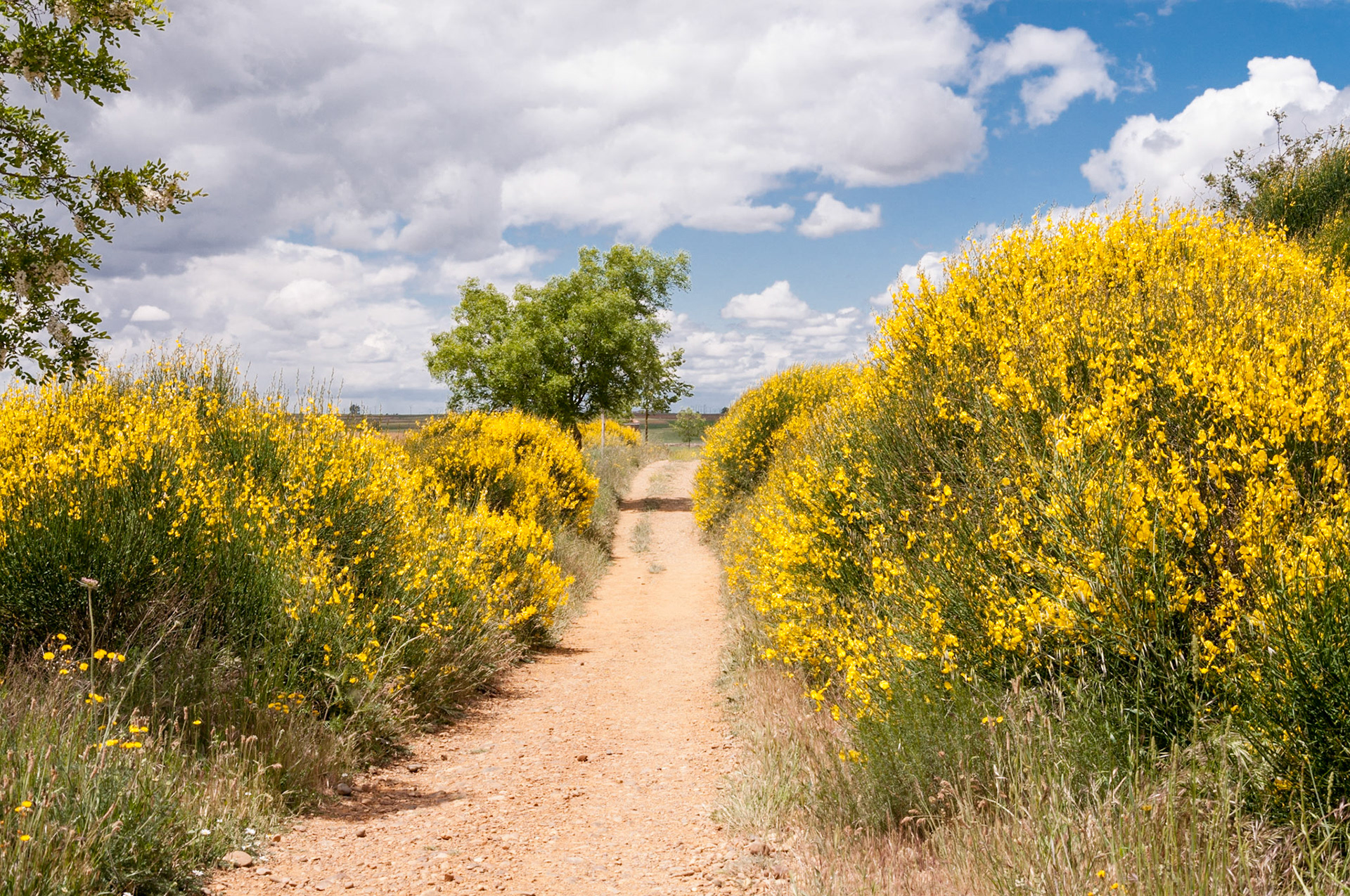 yellow all around