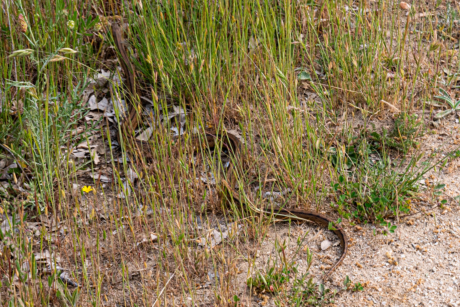 a snake !!!