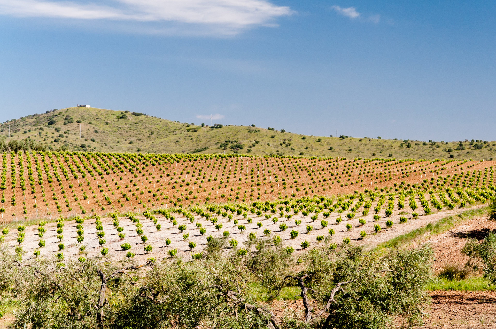 large vineyards