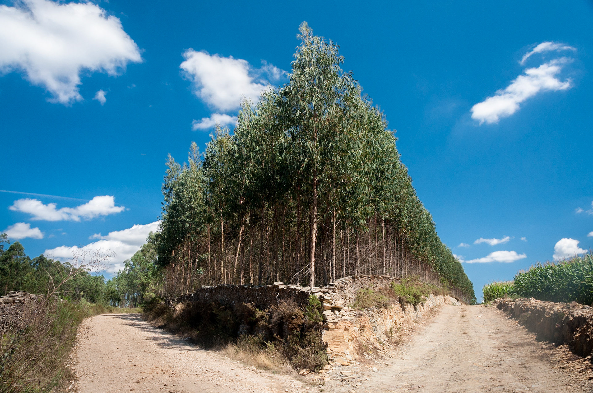 eucalyptus
