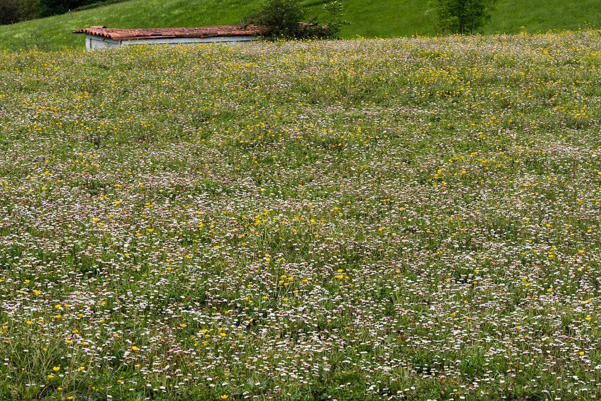 bloemenpracht