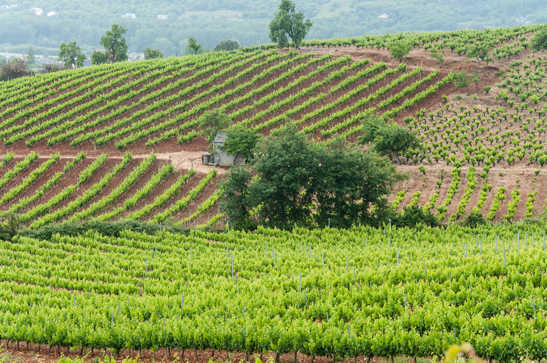 vine yards