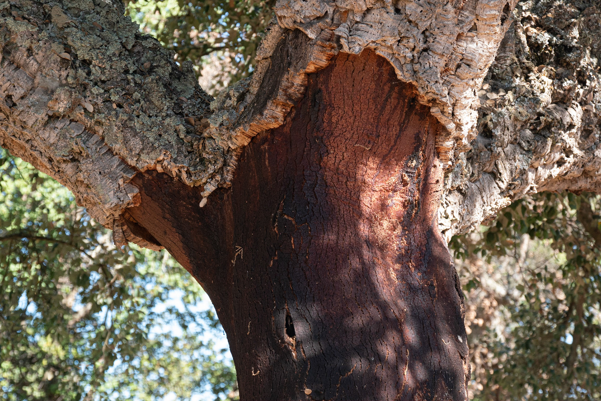 cork oak