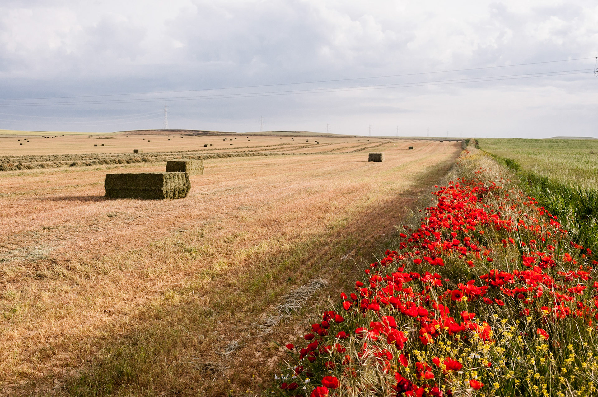 poppies