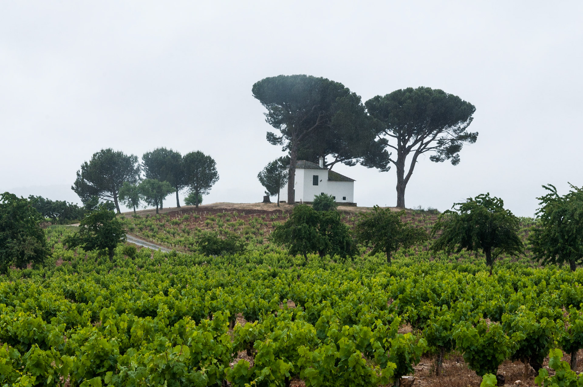 Bierzo