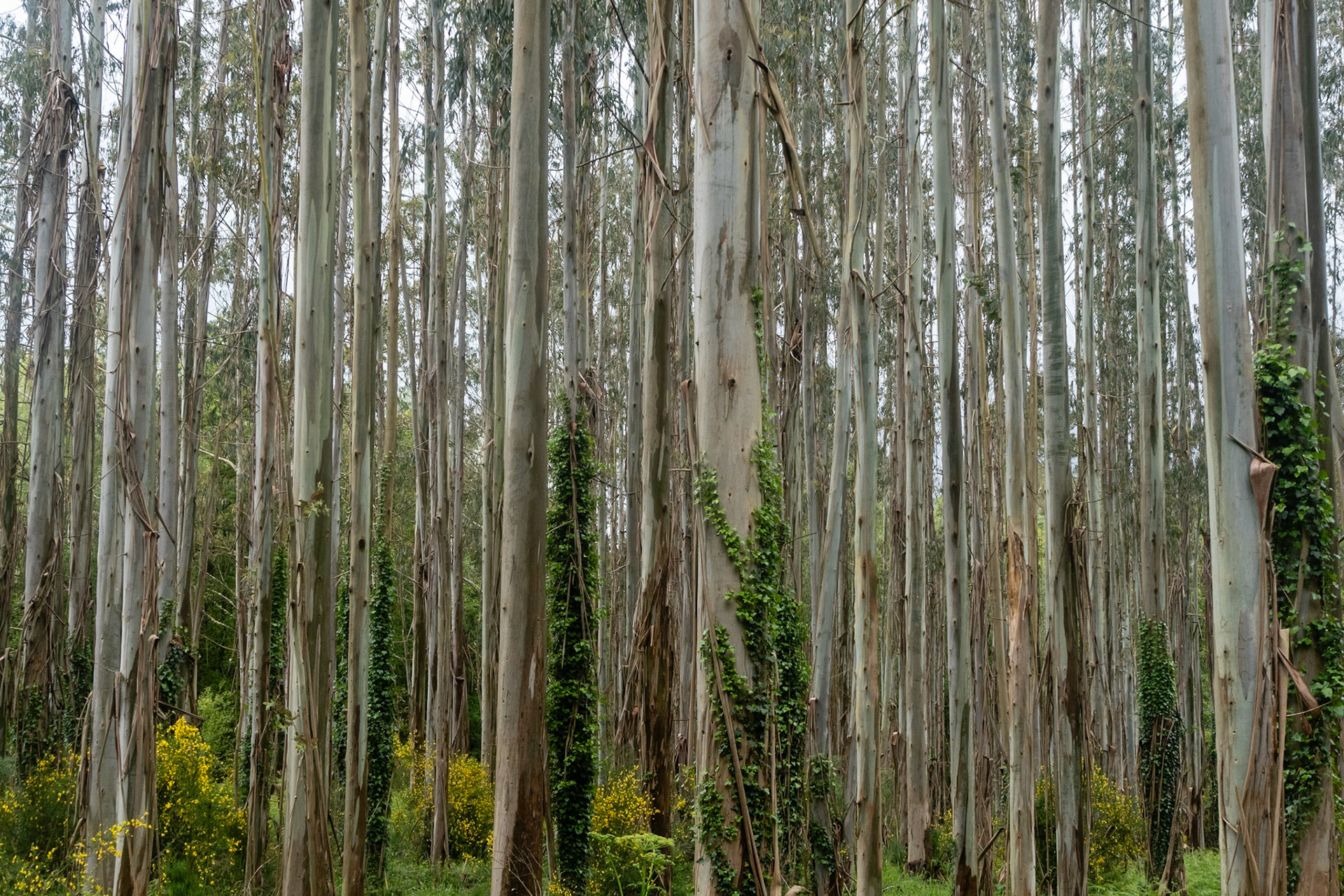 eucalyptus