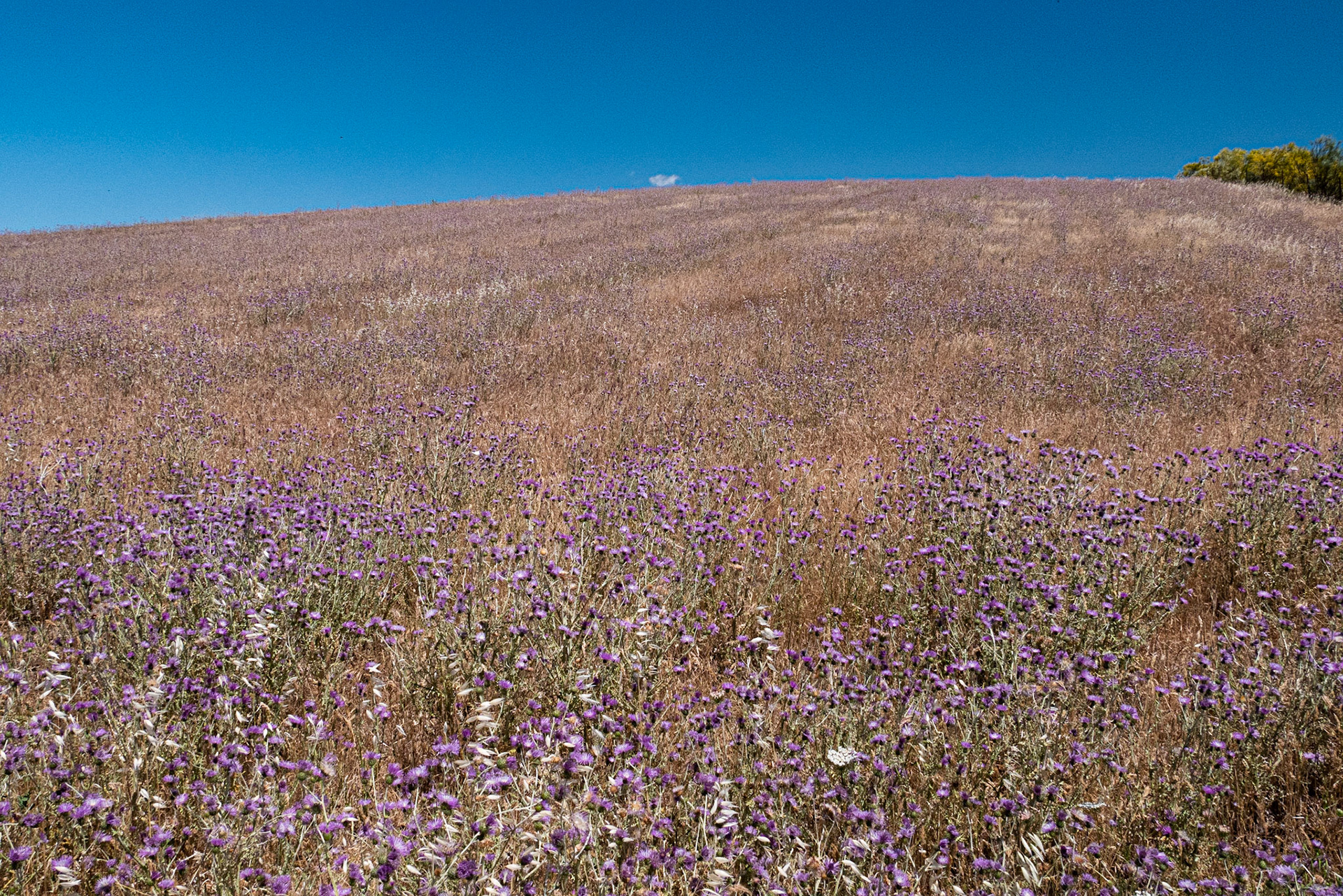 purple fields