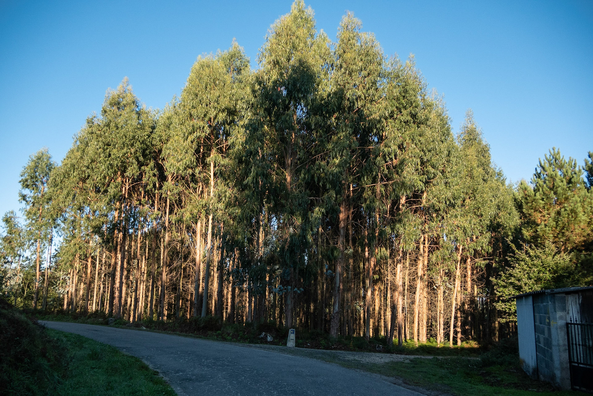 eucalyptus trees