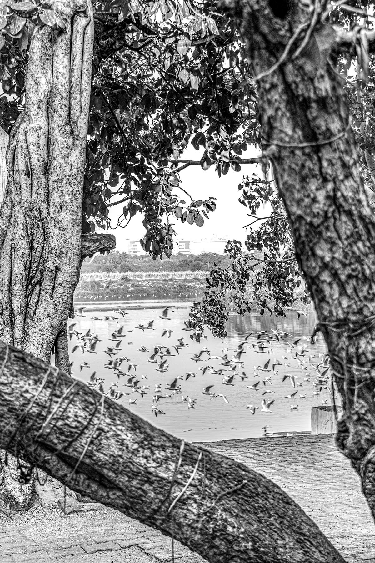Yamuna Ghat, New Delhi, 2019