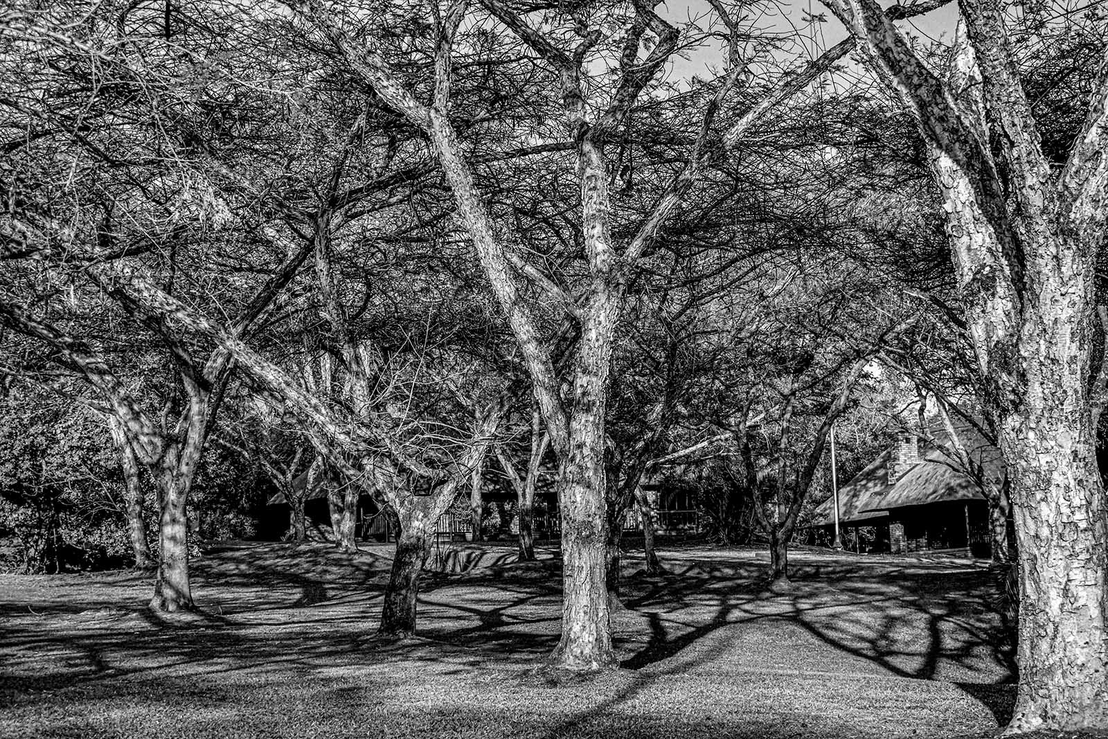 Cambalala Kruger Park Lodge, Hazyview, South Africa, 2017