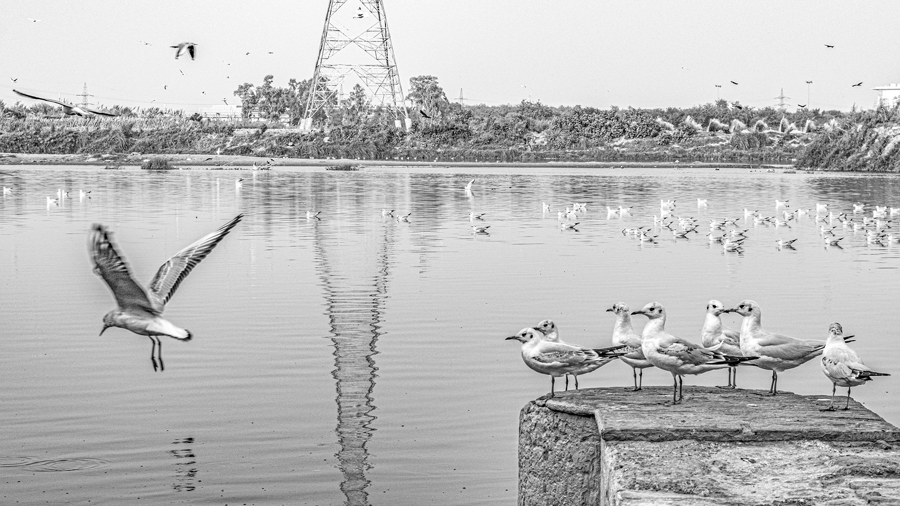 Yamuna Ghat, New Delhi, 2019